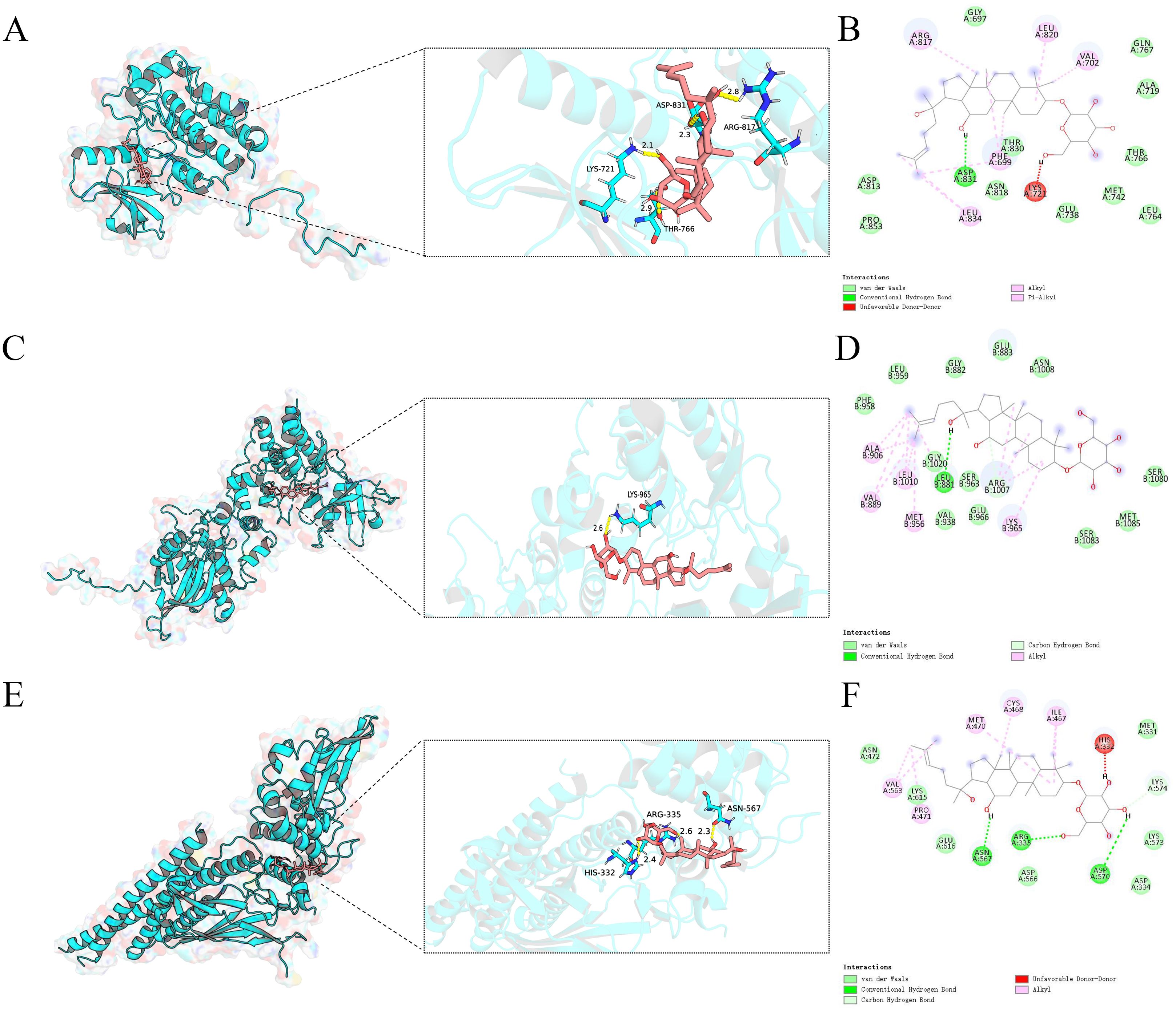 Molecular docking analysis of ginsenoside Rh2 bound to EGFR,JAK1,STAT3. Ginsenoside Rh2 bound to EGFR,JAK1,STAT3 shown as 3D diagrams. (A) Ginsenoside Rh2-EGFR; (C) Ginsenoside Rh2-JAK1; (E) Ginsenoside Rh2-STAT3; (B, D, F) ginsenoside Rh2 bound to EGFR, JAK1, STAT3 shown as 2D diagrams.