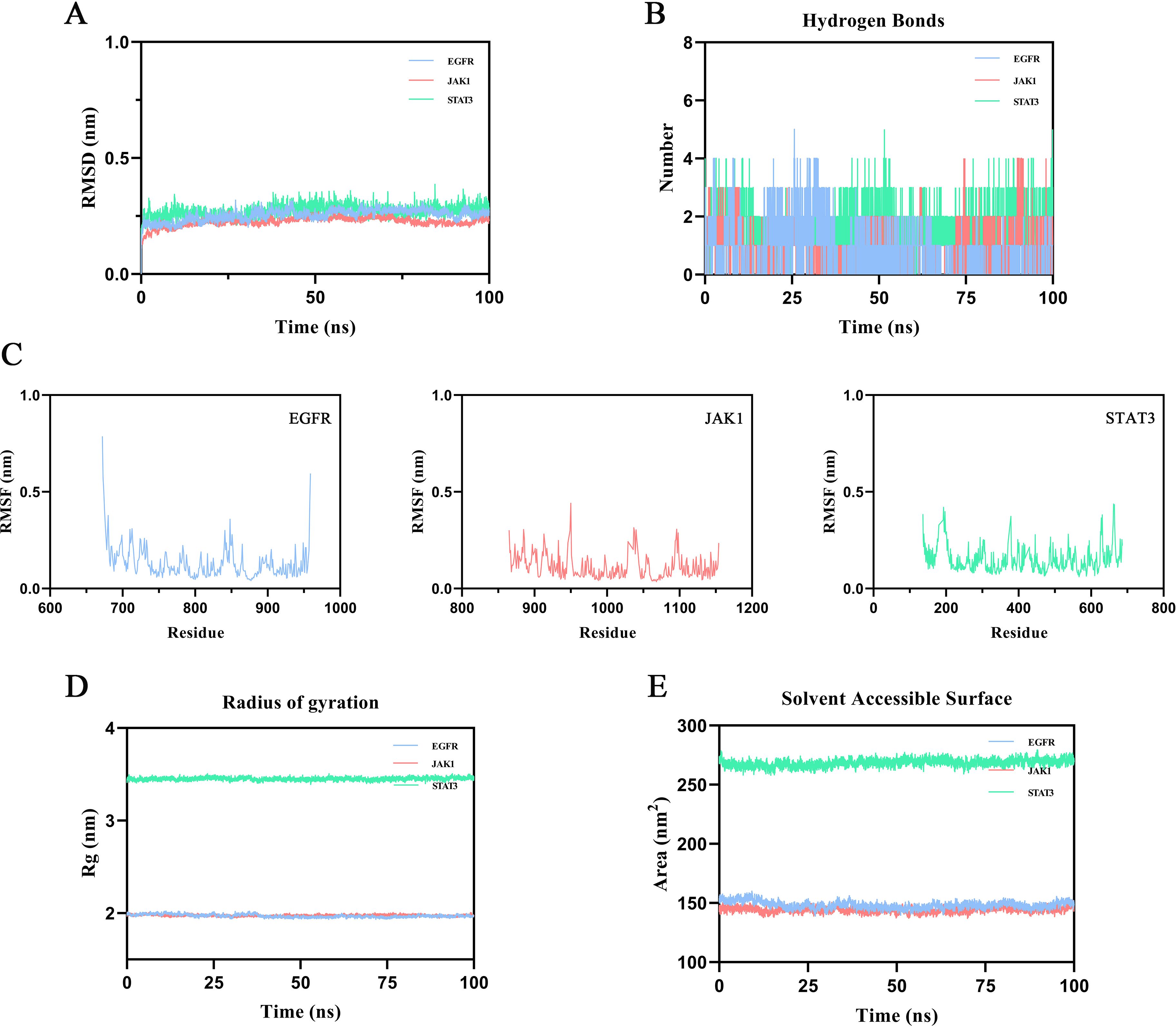 Five graphs show molecular dynamics data for three proteins: EGFR, JAK1, and STAT3. Graph A plots RMSD over 100 ns. Graph B shows hydrogen bond numbers over time. Graphs C display RMSF versus residue for each protein. Graph D presents the radius of gyration versus time. Graph E shows solvent accessible surface area over time.