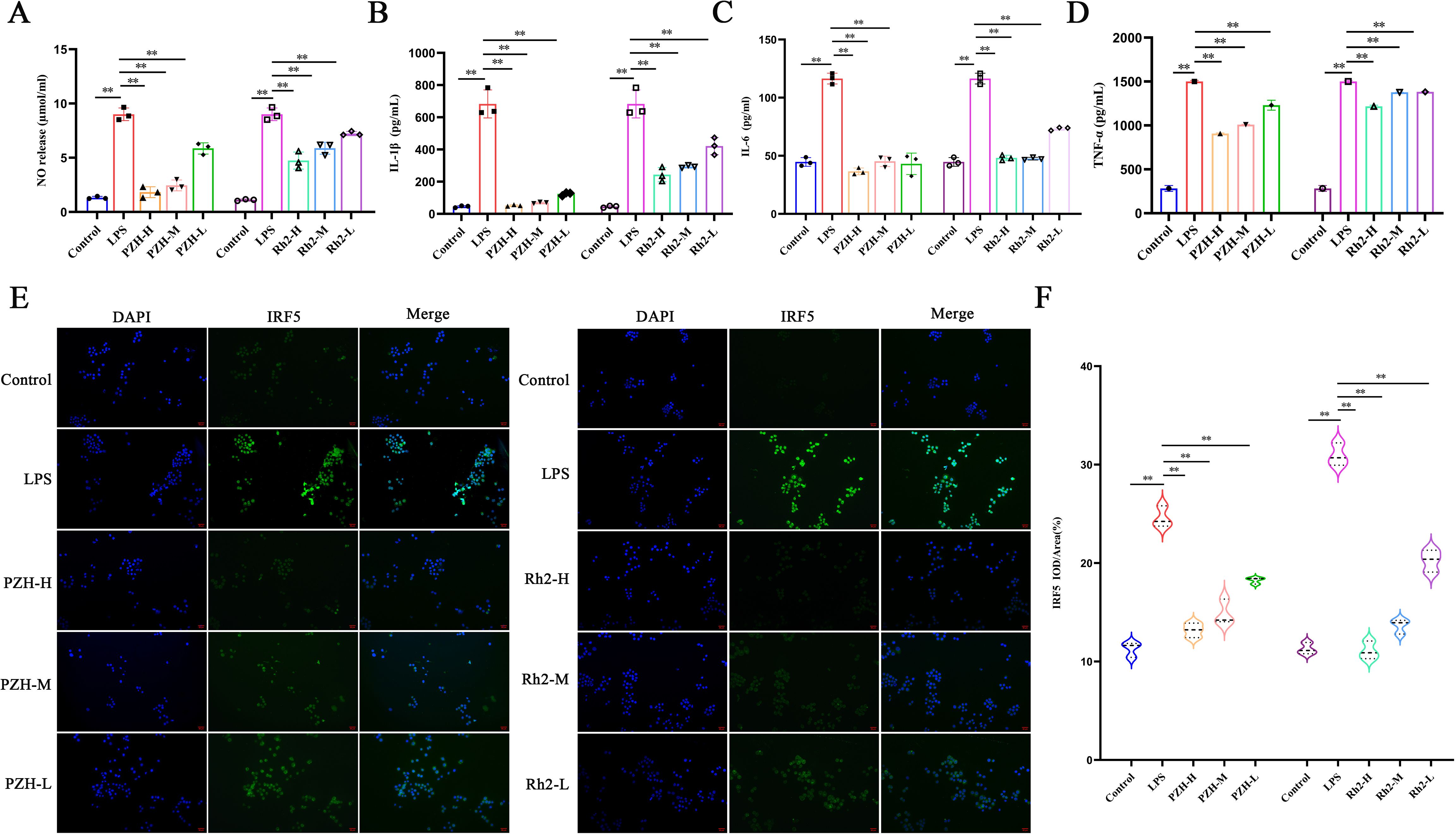 Graphs and images represent experimental results. Graphs A-D show concentrations of NO, IL-1β, IL-6, and TNF-α under different treatments, with significant differences marked. E shows fluorescent microscopy images with DAPI and IRF5 staining for various treatments. F is a violin plot showing IRF5 percentage metrics under different conditions, with significant differences highlighted.