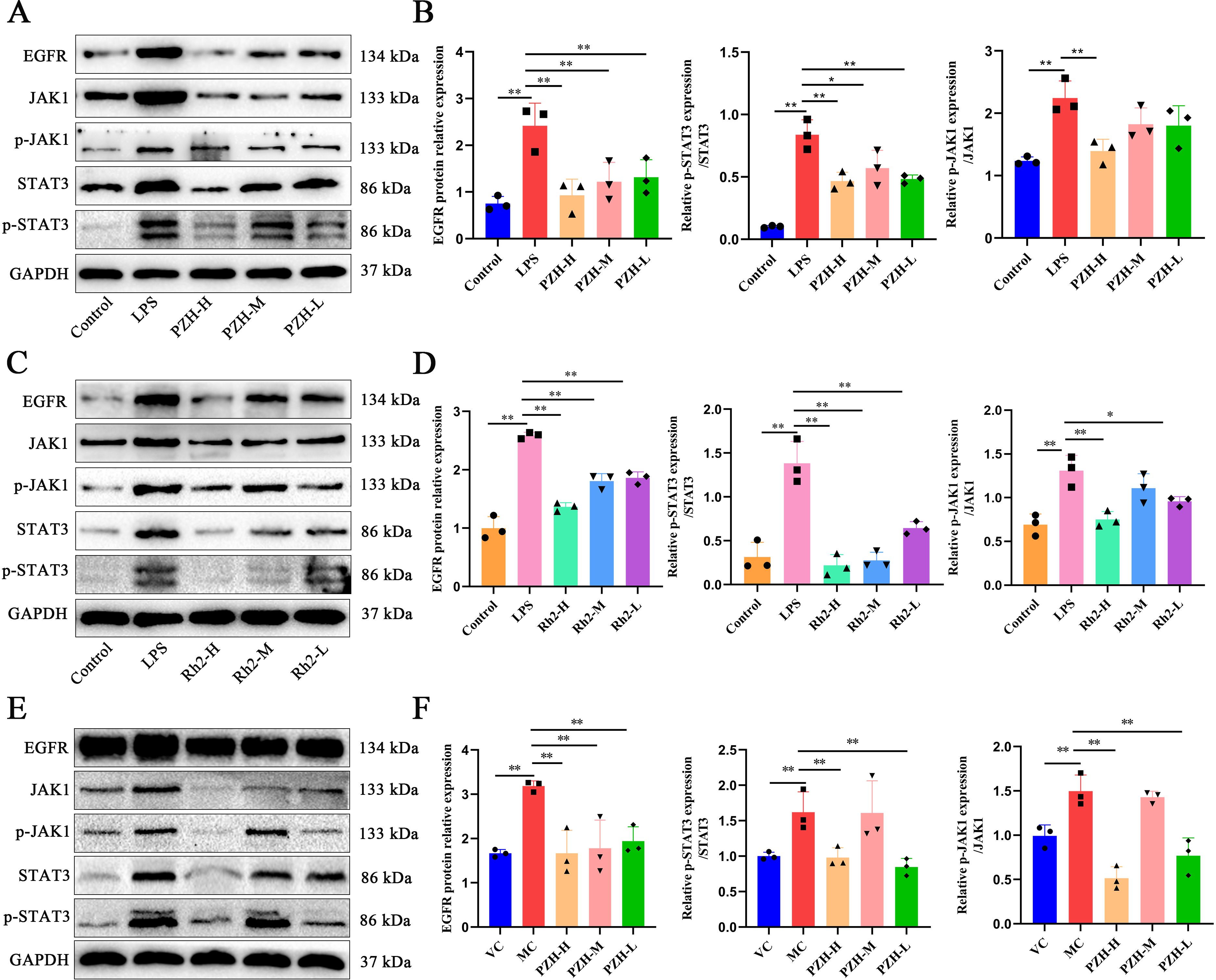 Western blot and bar graph analysis depict protein expression across different conditions. Panels A, C, and E show bands for EGFR, JAK1, p-JAK1, STAT3, p-STAT3, and GAPDH. Panels B, D, and F present corresponding bar graphs with statistical significance indicated by asterisks. Protein expression levels are compared across various treatments, such as LPS and treatment groups labeled PZH-H, PZH-M, PZH-L, and others, showing variations and statistical comparisons.