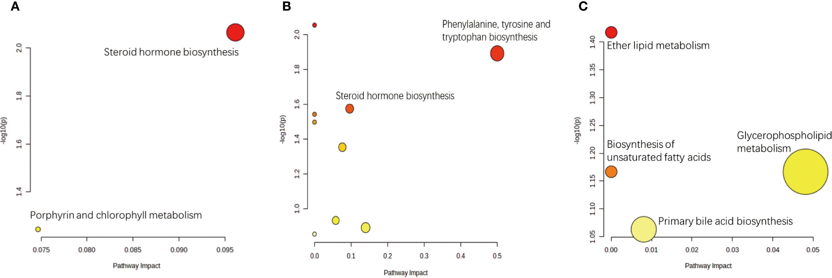 Flowchart depicting steroid hormone synthesis pathways in theca and granulosa cells. Cholesterol converts to pregnenolone in theca cells, then diverges into two pathways: progesterone to androstenedione, or via hydroxypregnenolone and dehydroepiandrosterone to androstenedione. In granulosa cells, androstenedione converts to estrone via CYP19A1, followed by conversion to estradiol.
