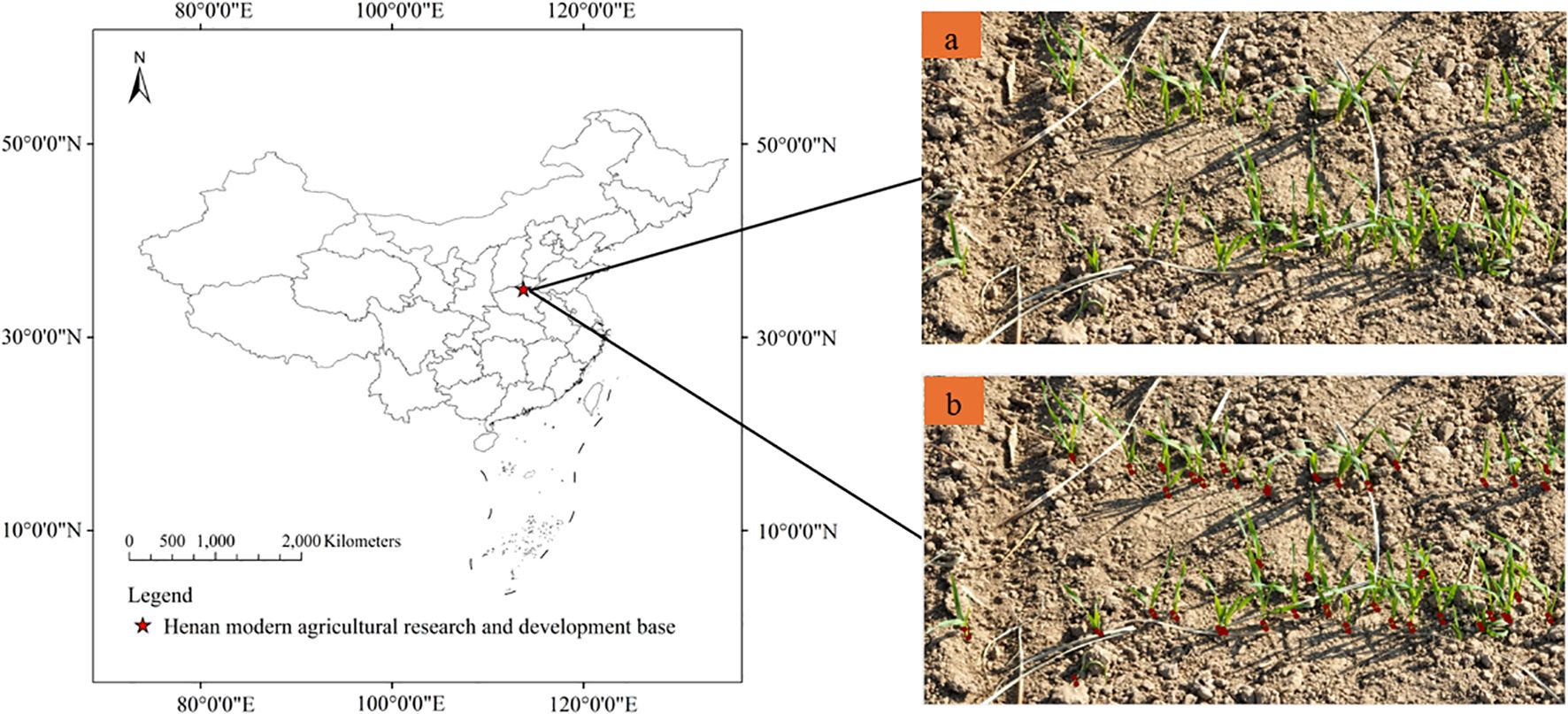 Map of China highlighting Henan as an agricultural research base. To the right are two panels: (a) and (b), showing close-up images of young plants growing in dry soil, with red markers indicating specific points of interest.