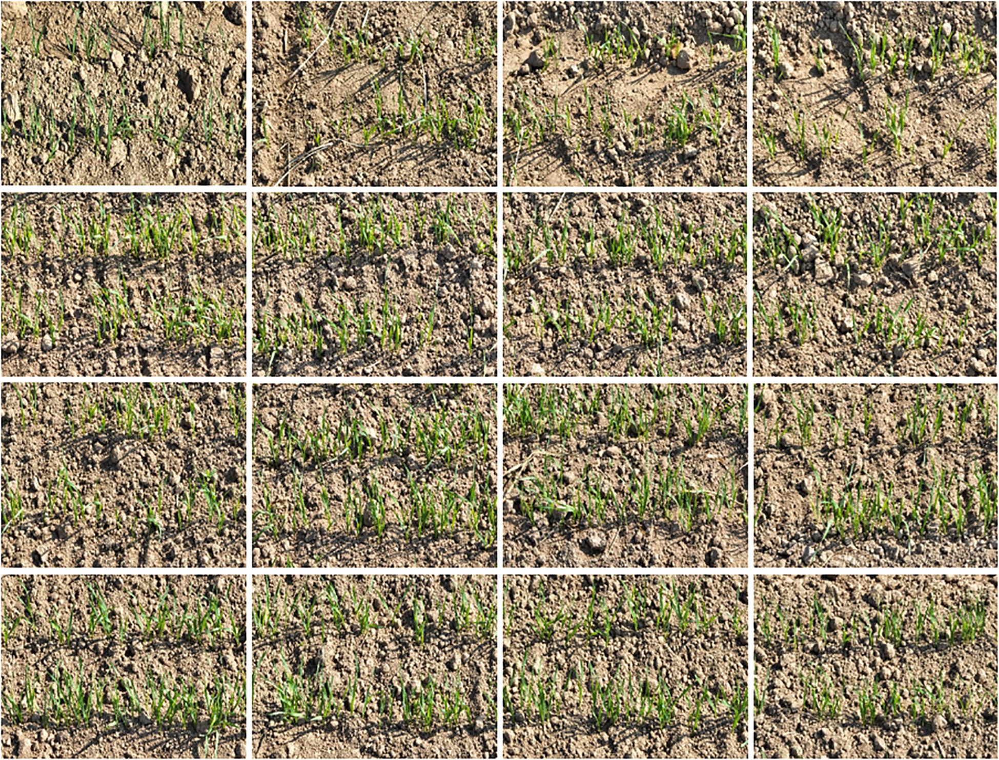 Rows of young green grass sprouts emerging from dry, cracked soil. The image is divided into a grid, showing uniform growth patterns in each section, suggesting agricultural or scientific monitoring.