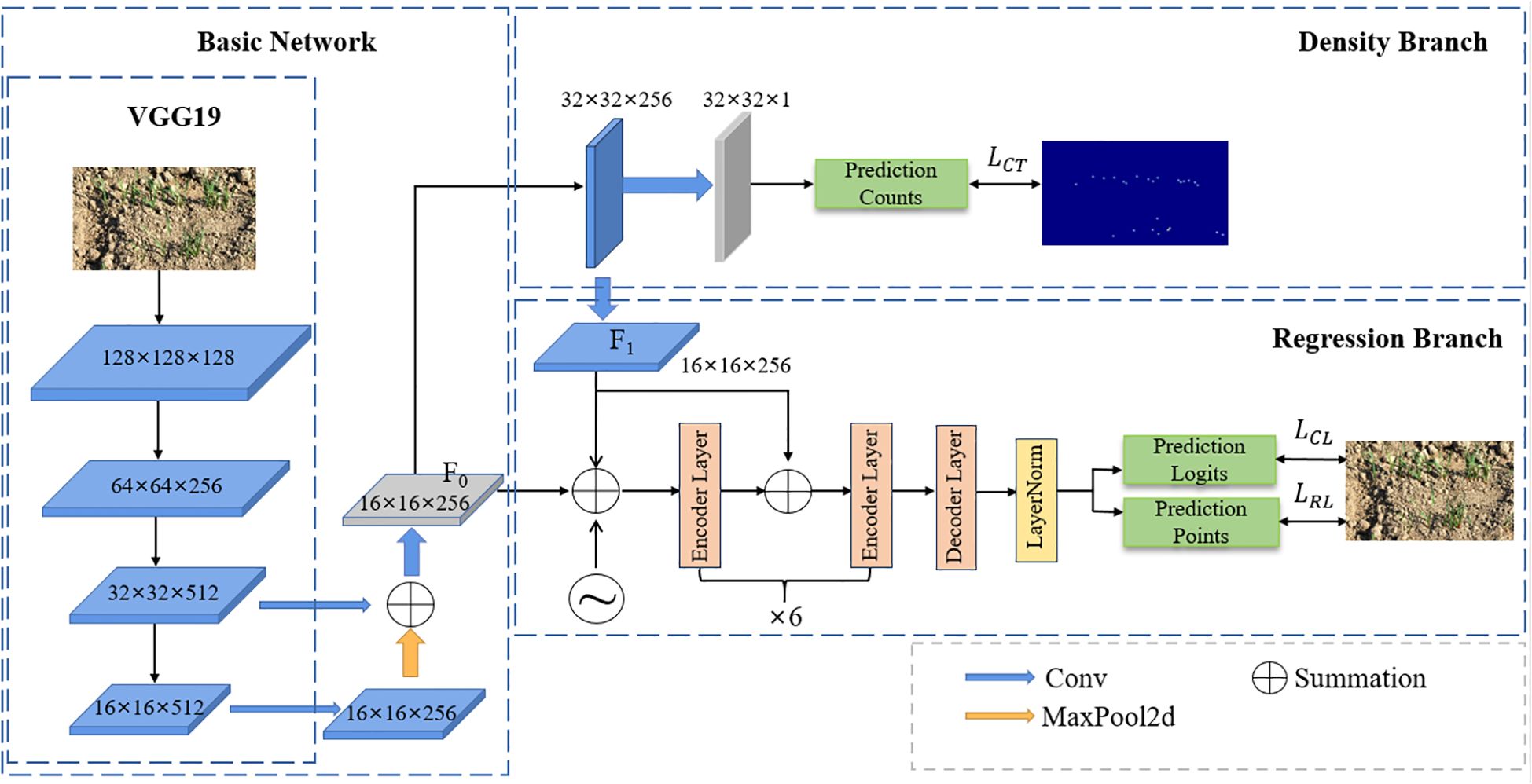 Diagram illustrating a neural network model based on VGG19 with a dual-branch architecture. The Basic Network processes an input image, leading to a Density Branch for prediction of counts and a Regression Branch for output of logits and points. The flow includes convolutional and summation operations, with encoder and decoder layers. Arrows denote the process direction.
