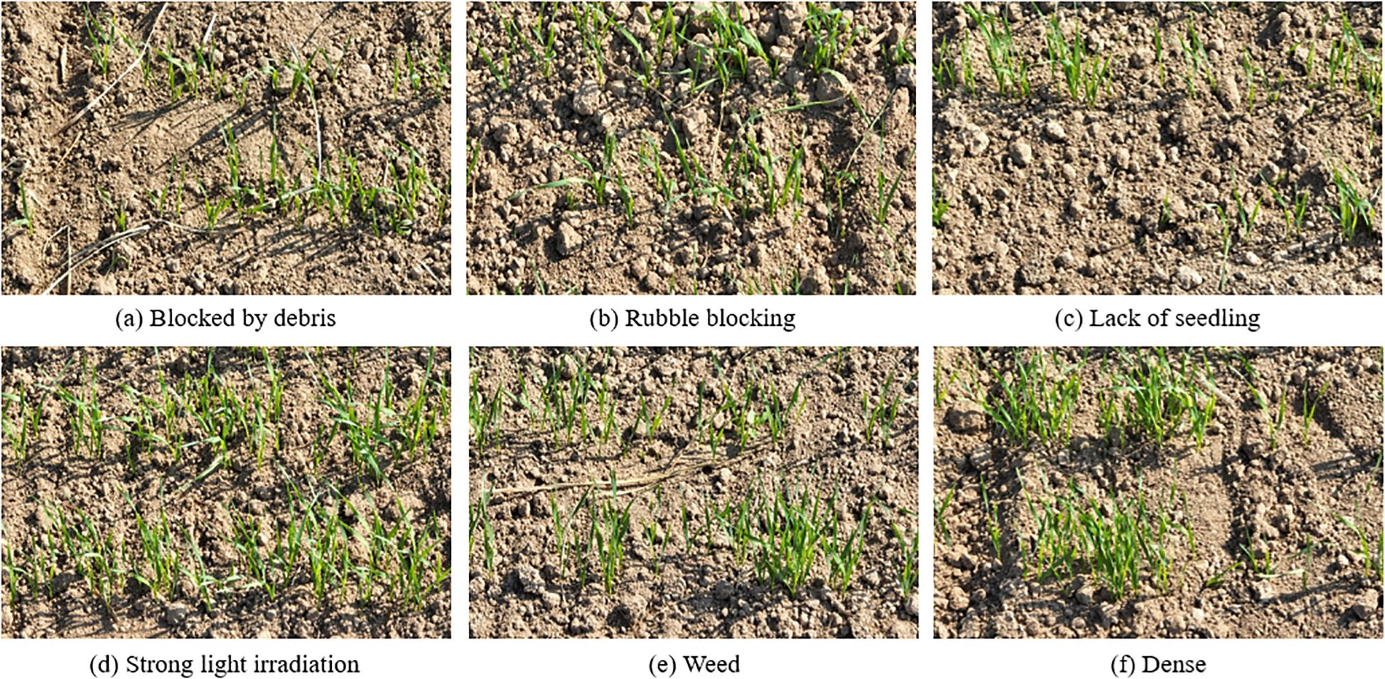 Six images of a field in different conditions. (a) Sparse seedlings obstructed by debris. (b) Seedlings partially blocked by rubble. (c) Few seedlings due to lack of planting. (d) Seedlings exposed to strong light. (e) Seedlings affected by weeds. (f) Densely populated healthy seedlings.