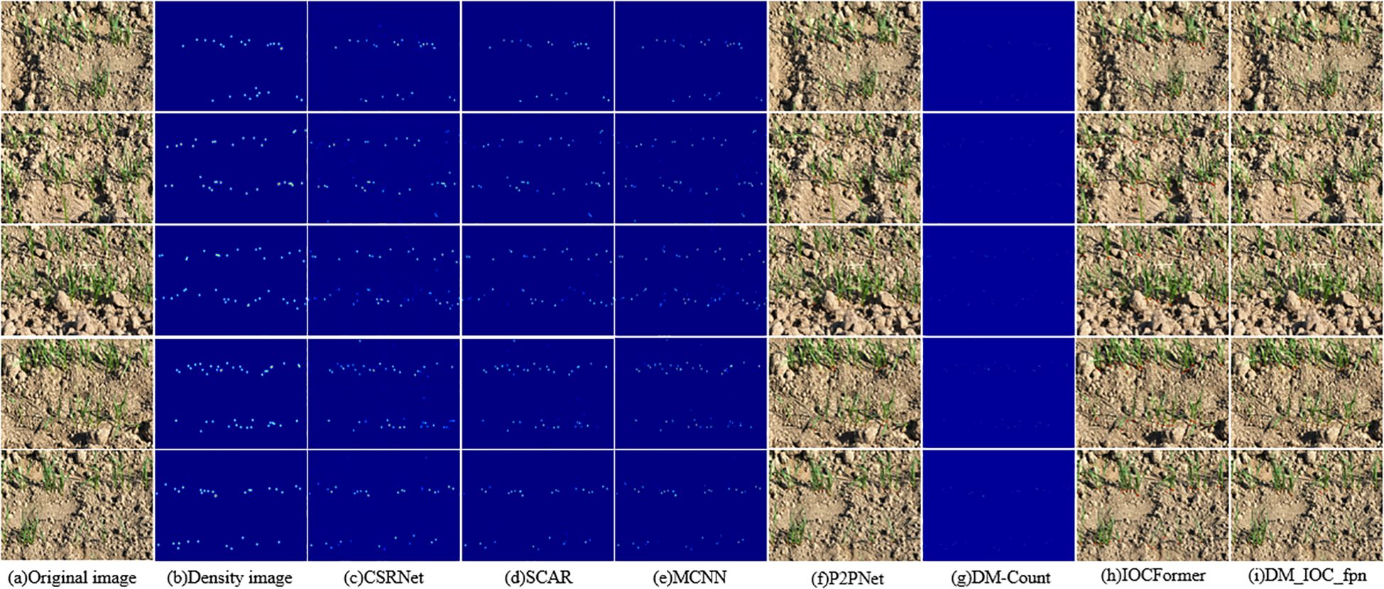 A grid of images shows a comparative study of plant density estimation. The first column displays the original images of plants on soil. Subsequent columns illustrate density maps from different models: CSRNet, SCAR, MCNN, P2PNet, DM-Count, IOCFormer, and DM_IOC_fpn, with varying color intensity to depict plant density. The variations in blue intensity indicate differences in model predictions across five rows.