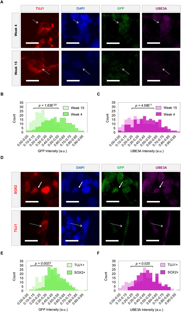 Panel A shows immunofluorescence images of cells at weeks 4 and 15, stained for TUJ1, DAPI, GFP, and UBE3A. Arrows indicate specific regions. Panels B and C display histograms of GFP and UBE3A intensity, comparing weeks 4 and 15. Panel D shows images stained for SOX2, DAPI, GFP, and UBE3A, with arrows highlighting areas. Panels E and F present histograms comparing GFP and UBE3A intensity in TUJ1+ and SOX2+ groups, noting significant p-values.