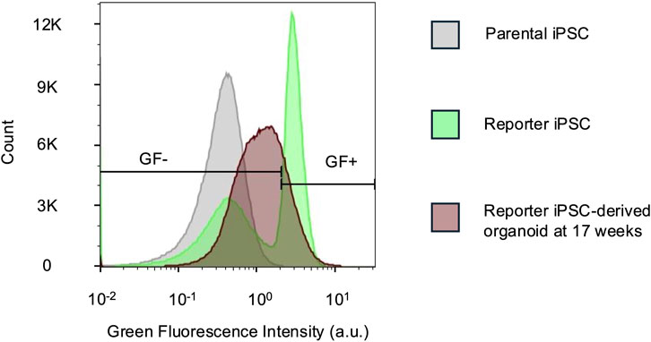 Histogram showing green fluorescence intensity in arbitrary units on the x-axis and count on the y-axis. Three distributions are depicted: parental iPSC in gray, reporter iPSC in green, and reporter iPSC-derived organoid at seventeen weeks in red. The green peaks higher than the others. The graph indicates regions labeled GF- and GF+.