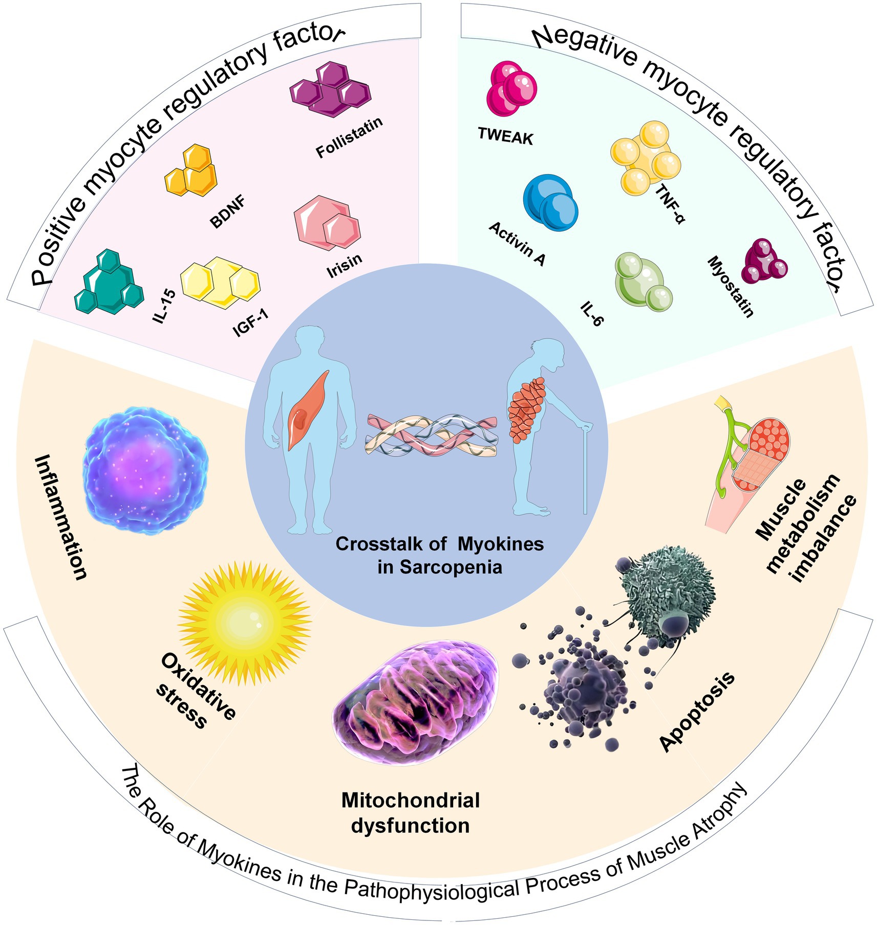Diagram illustrating the crosstalk of myokines in sarcopenia. Positive myocyte regulatory factors include IL-15, BDNF, IGF-1, Follistatin, and Irisin, while negative factors are TWEAK, Activin A, TNF-alpha, IL-6, and Myostatin. The roles include inflammation, oxidative stress, mitochondrial dysfunction, apoptosis, and muscle metabolism imbalance, all contributing to muscle atrophy. Central illustration shows two human figures with muscle fibers intertwining.