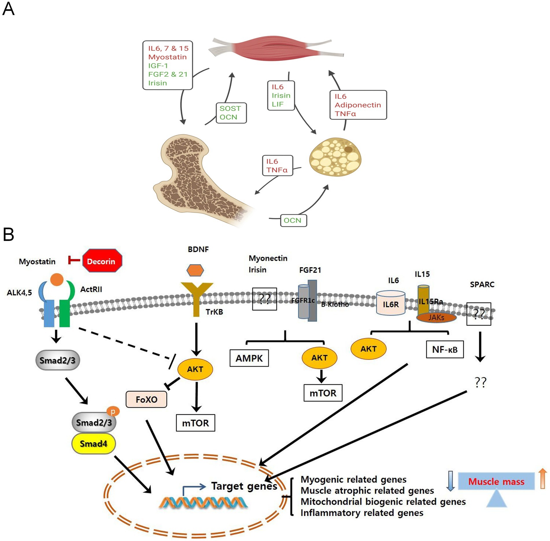 チャンネル Frontiers | Voltage Gated Sodium Channel Genes in Epilepsy