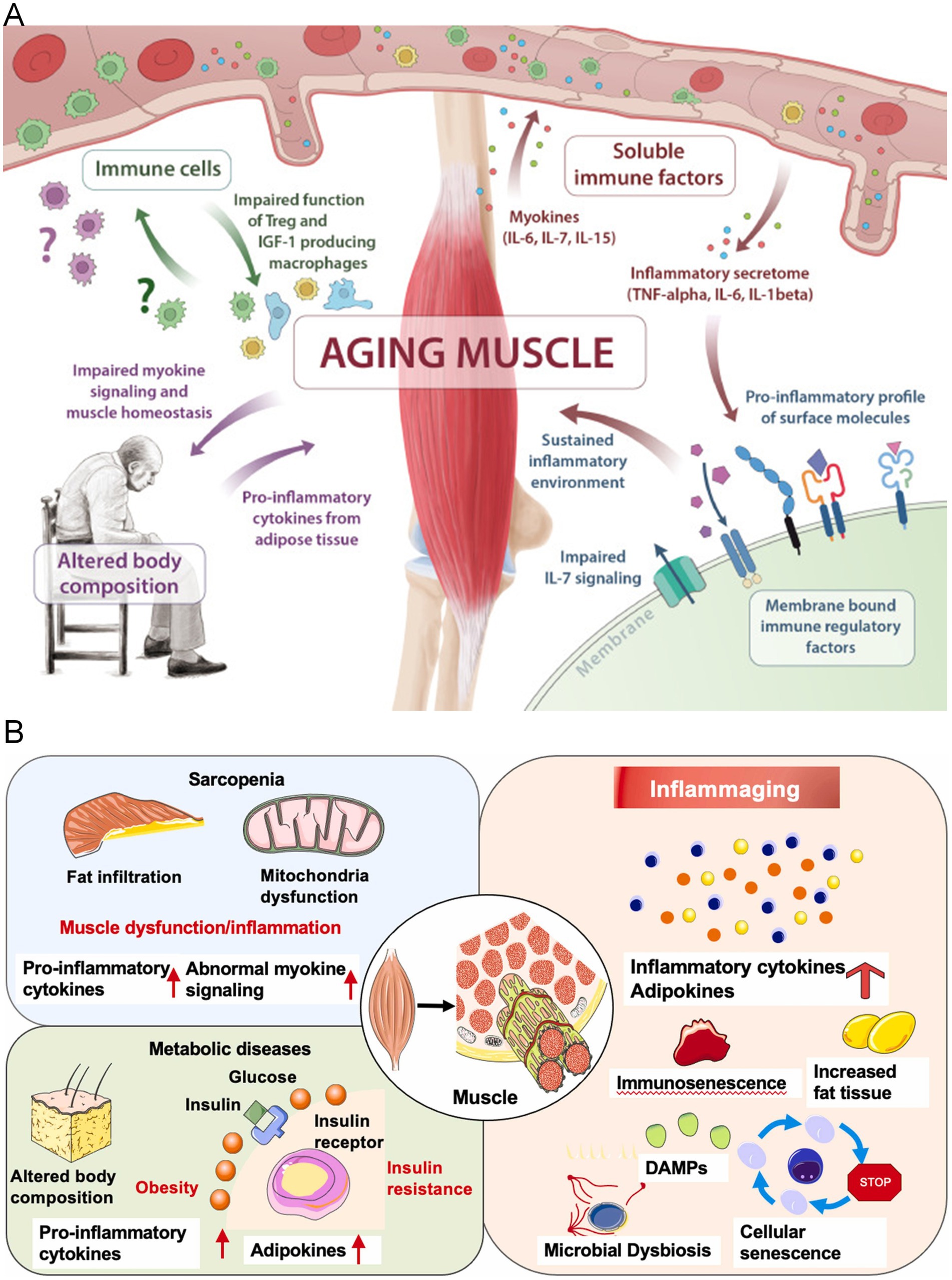 Diagram illustrating the effects of aging on muscles. Panel A shows the impact of immune cells and soluble factors on aging muscle, highlighting impaired signaling and inflammation. Panel B details the consequences of sarcopenia, metabolic diseases, and inflammaging, including fat infiltration, mitochondrial dysfunction, insulin resistance, and increased inflammatory cytokines. The image emphasizes the relationship between altered body composition, immune function, and muscle inflammation.