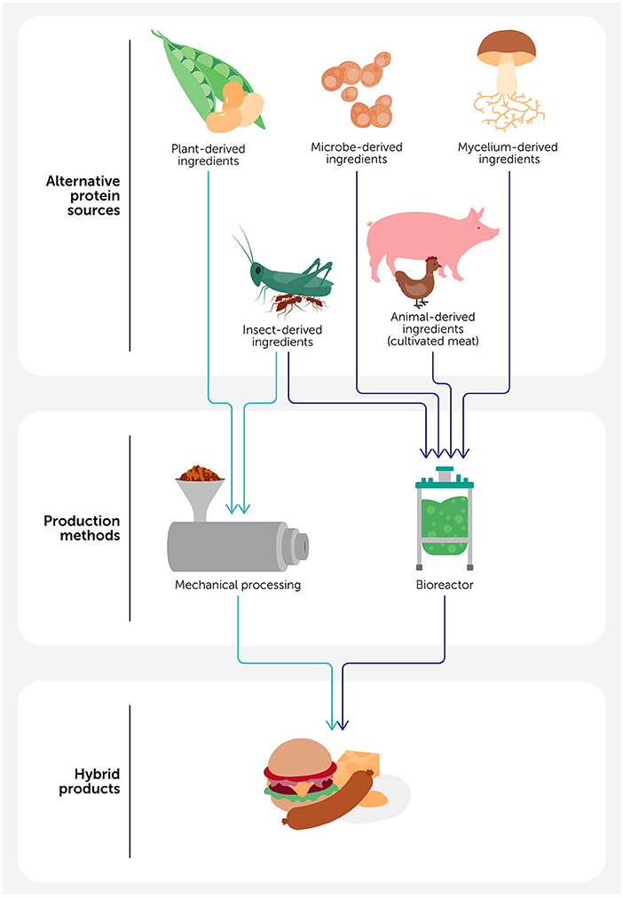 Diagram illustrating the production of hybrid protein products. It shows various alternative protein sources: plant, microbe, mycelium, insect, and animal-derived ingredients. These are processed through mechanical means or bioreactors, resulting in hybrid products like burgers and sausages.