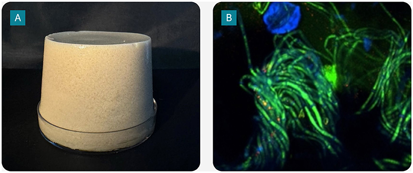 Panel A shows a cylindrical mold of a light-colored hybrid food made from microbial polysaccharides and mycelia set on a dark surface. Panel B displays a microscopic view of green protein and blue polysaccharide fibrous structures against a dark background.