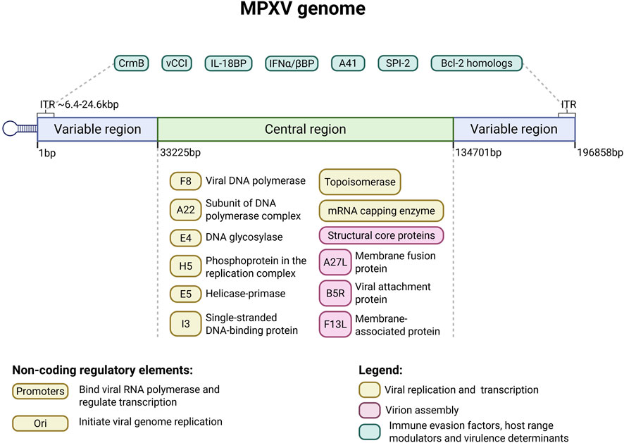 Diagram of the MPXV genome, illustrating the central and variable regions flanked by inverted terminal repeats (ITR). Key genes for viral replication, transcription, structural proteins, and immune evasion factors are annotated. Non-coding regulatory elements, promoters, and origins of replication are highlighted. A legend explains color-coded sections for viral functions and immune evasion factors.