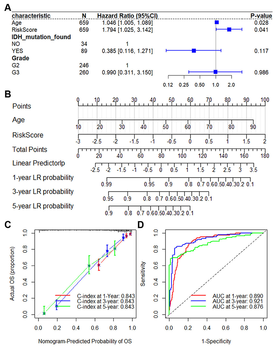 Diagram with four panels showing statistical data. Panel A displays a forest plot with hazard ratios of different characteristics like age, risk score, IDH mutation presence, and grade, with a significance level. Panel B is a nomogram estimating probabilities of one-year, three-year, and five-year outcomes based on age and risk score. Panel C presents a calibration plot comparing actual and predicted probabilities of overall survival (OS) at one, three, and five years, showing a concordance index (C-index) of 0.843. Panel D displays ROC curves for predicting OS with area under the curve (AUC) values of 0.890, 0.921, and 0.876 for one, three, and five years, respectively.