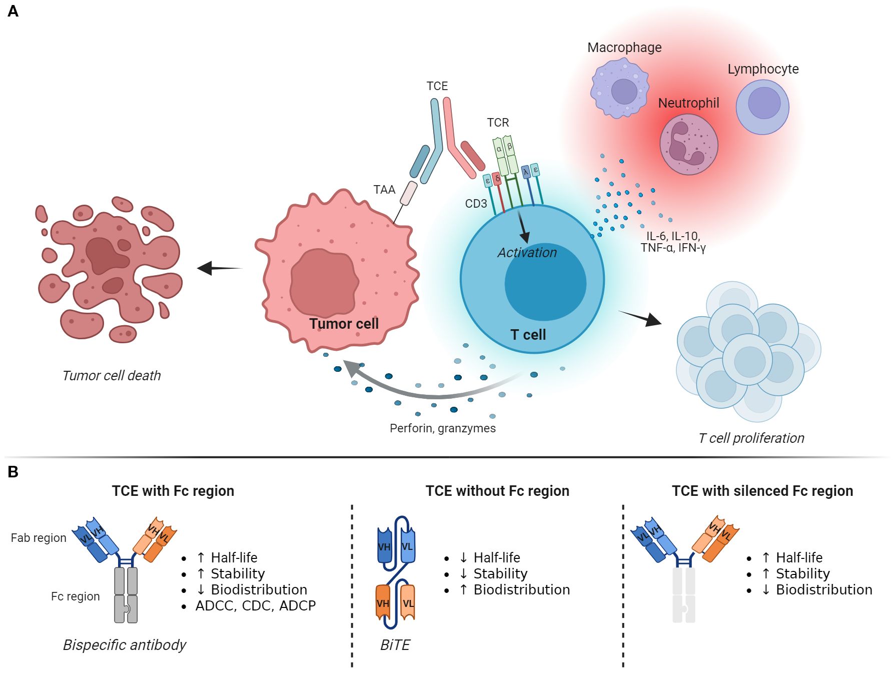 Diagram illustrating T-cell engagers (TCEs) mechanisms and designs. Part A shows a TCE binding to tumor cells and activating T-cells, leading to tumor cell death and T-cell proliferation. Cytokines are released by T-cells, interacting with macrophages, lymphocytes, and neutrophils. Part B compares TCE designs: with Fc region, without Fc region, and with silenced Fc region, highlighting differences in half-life, stability, biodistribution, and immune functions like ADCC, CDC, and ADCP.