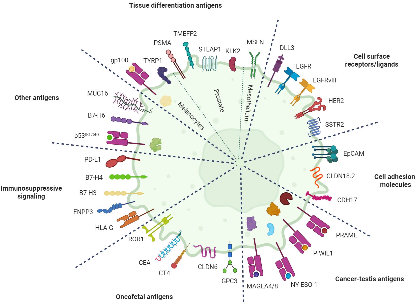 Circular diagram categorizing various antigens associated with T-cell engagers therapy. Sections include tissue differentiation antigens, cell surface receptors/ligands, cell adhesion molecules, cancer-testis antigens, oncofetal antigens, immunosuppressive signaling, and other antigens. Each section lists specific antigens such as PSMA, EGFR, EpCAM, NY-ESO-1, and PD-L1. The circle is divided into segments by dashed lines, indicating different categories of antigens.
