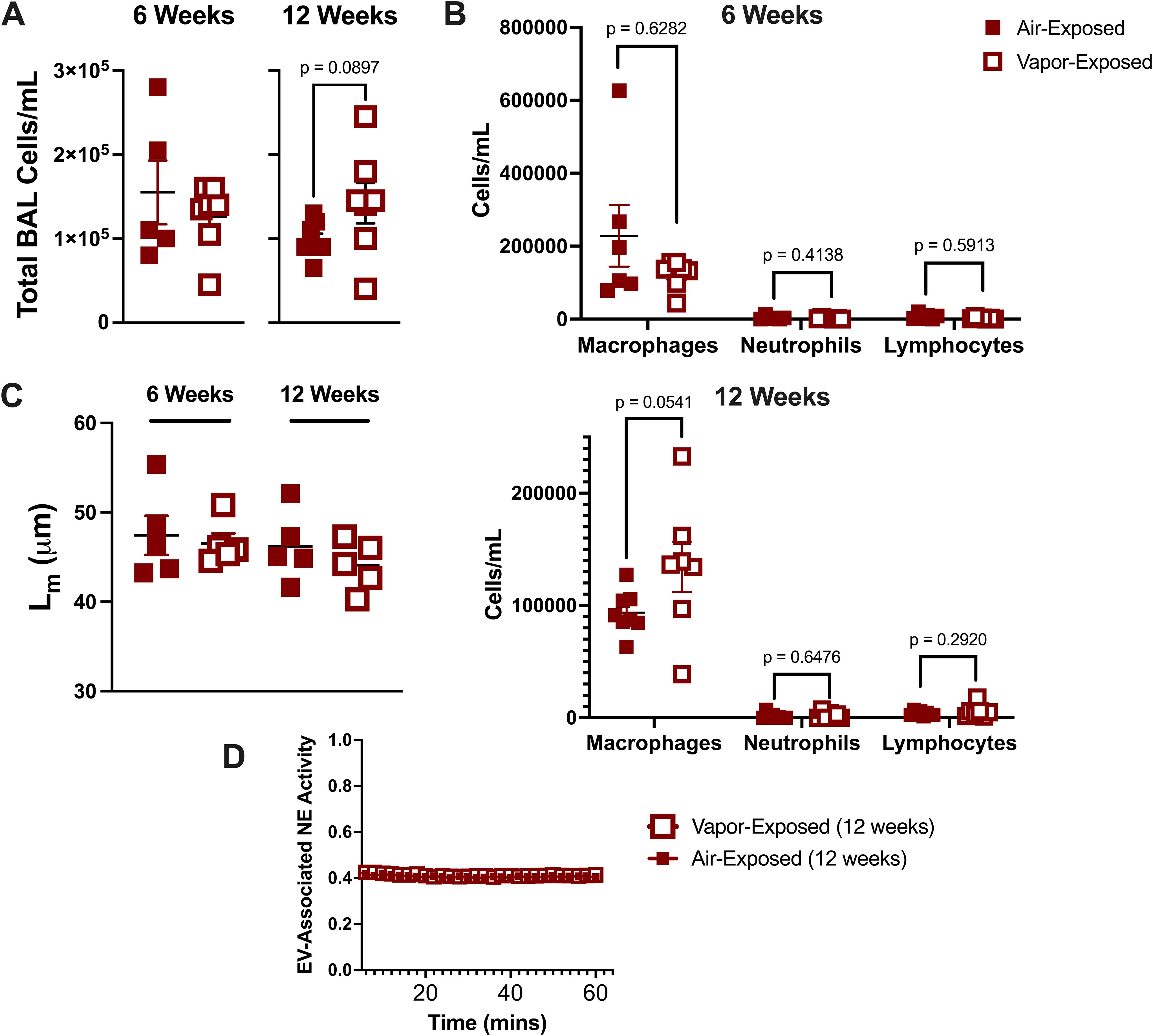 Graphical summary of a study examining the effects of air versus vapor exposure at six and twelve weeks. Panel A shows total BAL cells/mL, Panel B displays cell counts of macrophages, neutrophils, and lymphocytes, Panel C presents measurements of Lm, and Panel D illustrates EV-associated NE activity over time. Statistical significance is indicated with p-values, and data points for air and vapor exposure are represented by solid and open squares, respectively.