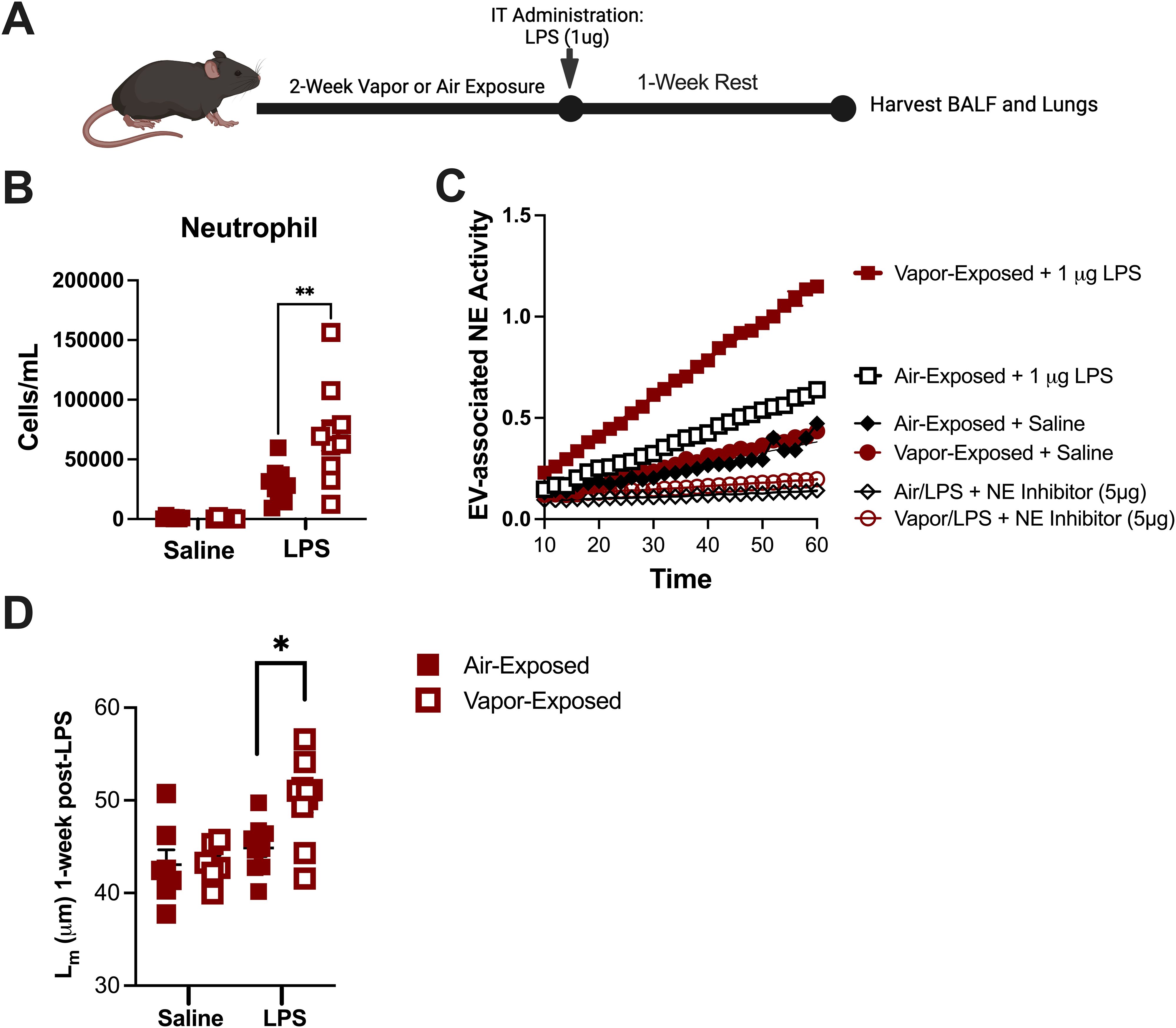 Diagram illustrating an experimental timeline and results of different exposures on mice. A: Timeline shows 2-week vapor or air exposure, intratracheal LPS administration, 1-week rest, and sample harvest. B: Neutrophil count graph with higher cell counts in LPS-exposed groups, showing significant increase compared to saline. C: EV-associated NE activity over time, with increased activity in vapor-exposed + LPS group. D: Mean linear intercept measurement one week post-LPS, showing significant increase in vapor-exposed versus air-exposed. Legends indicate various groups and treatments with significant differences marked by asterisks.