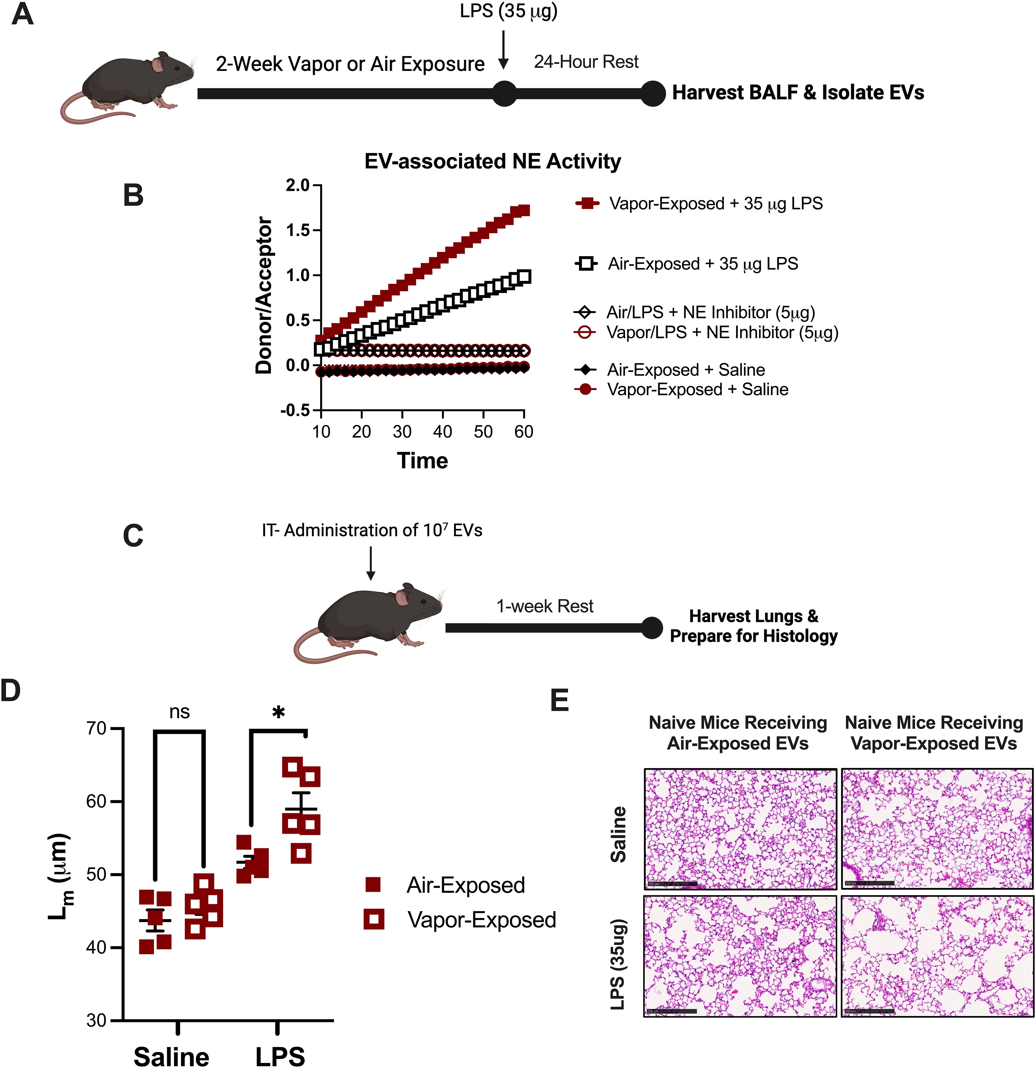 Diagram illustrating an experimental procedure on mice consisting of five sections: (A) timeline of vapor or air exposure, LPS administration, rest, and harvest; (B) NE activity graph depicting experimental groups; (C) EV administration and lung preparation; (D) bar graph showing lung measurements with air and vapor exposure under saline and LPS conditions, noting statistical significance; (E) histological images of lung tissue from naive mice with different treatments, including saline and LPS, for air and vapor exposures.