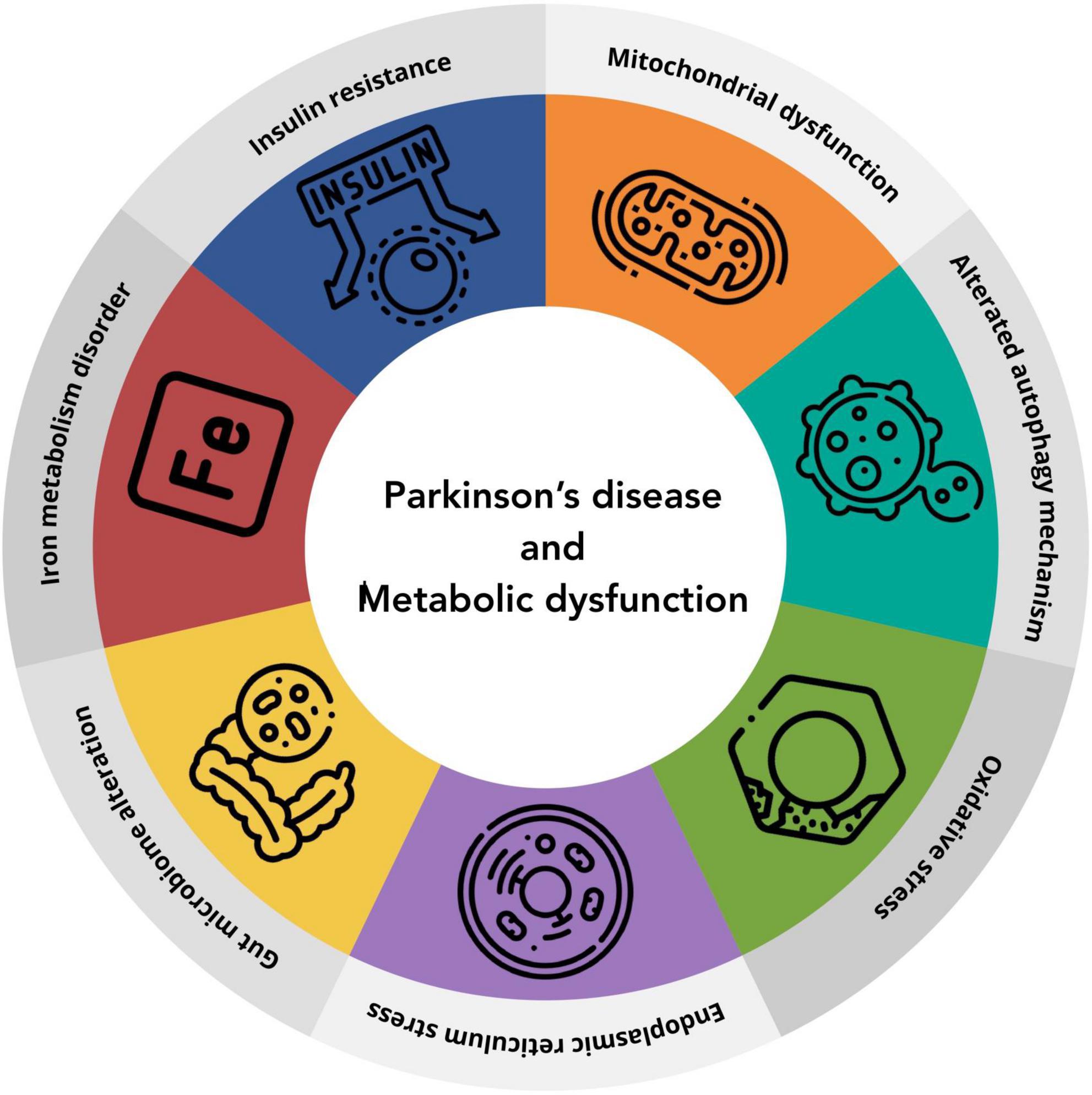 Circular diagram illustrating the connection between Parkinson’s disease and metabolic dysfunction. Sections include: insulin resistance, mitochondrial dysfunction, altered autophagy mechanism, oxidative stress, endoplasmic reticulum stress, gut microbiome alteration, iron metabolism disorder. Each section features an icon representing the concept.