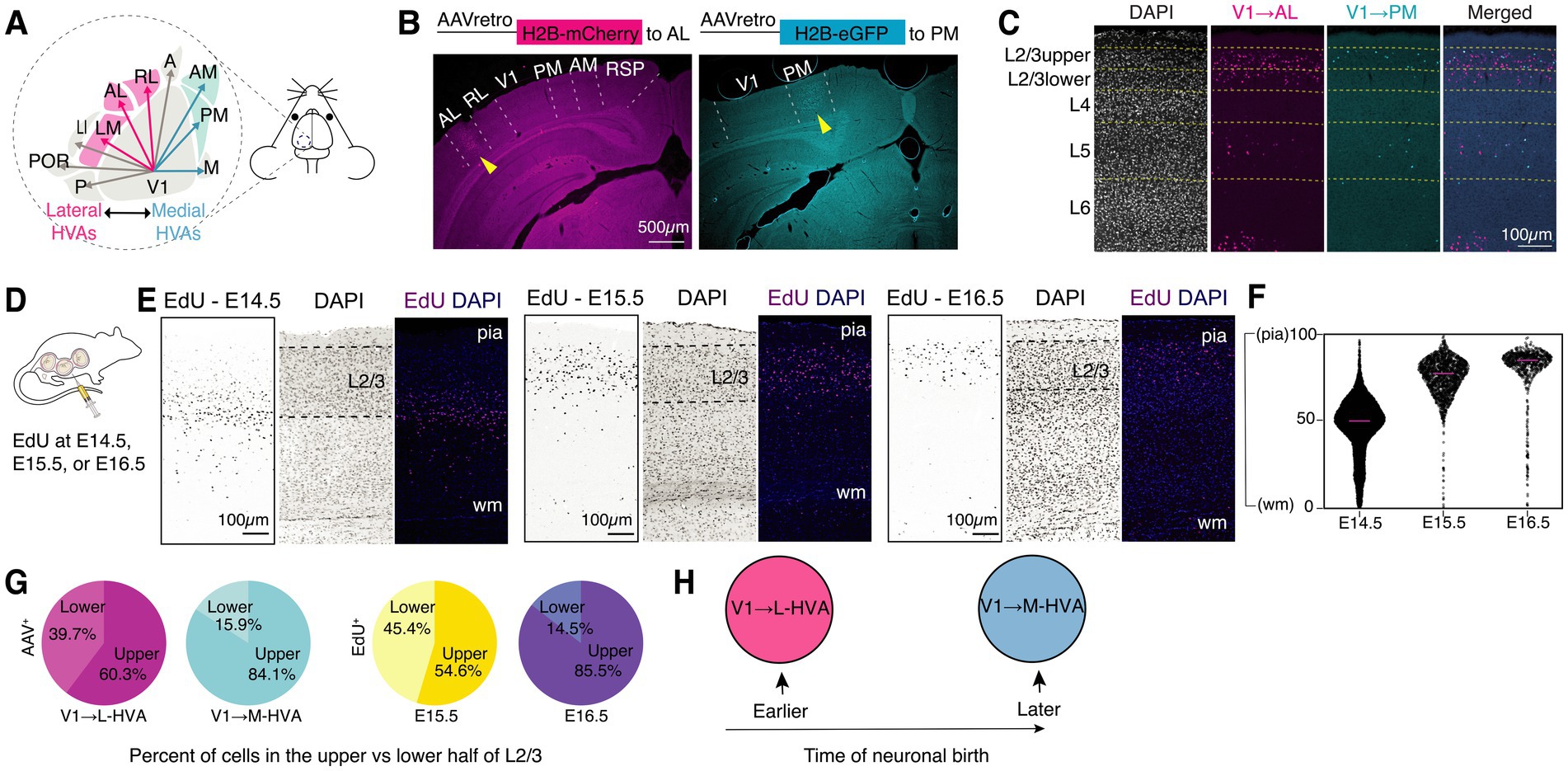 Panel A: A schematic of mouse visual areas. Panel B: Images of AAVretro injections in two higher visual areas (AL and PM). Panel C: Annotated images of cortical layers and signals from AAVretro-labeled and DAPI-stained cells. Panel D: An illustration of intra-peritoneal EdU injections. Panel E: Images of brain sections with cells labeled with EdU at different embryonic stages. Panel F: Violin plots displaying the cortical depth distribution of EdU labeled cells at different embryonic stages. Panel G: Pie charts comparing the proportion of cells in the upper and lower layer 2/3. Panel H: An illustration of the experimental hypothesis.