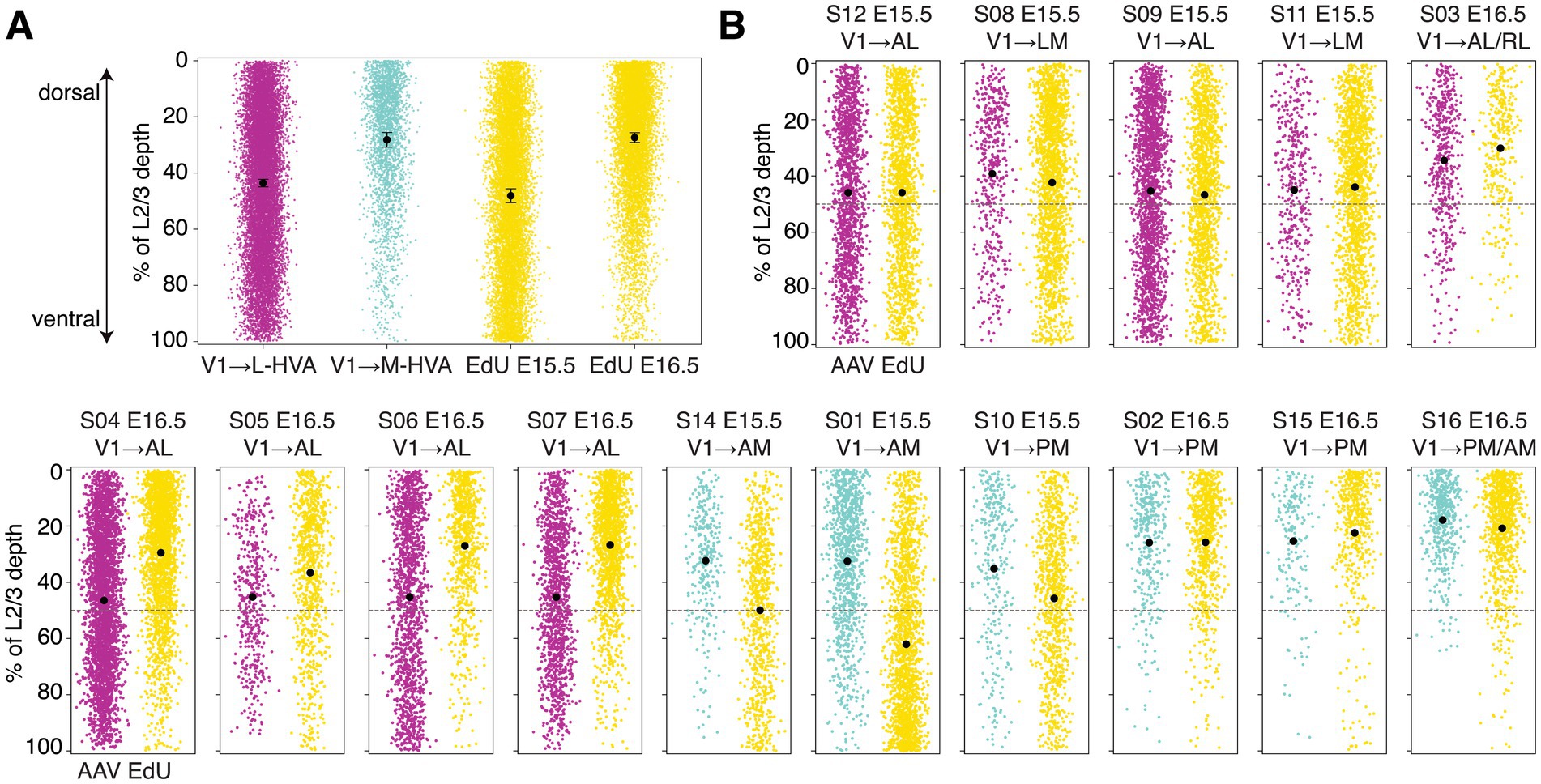 Graphs showing neuron distribution across the L2/3 cortical depth as percentages. Each subplot displays colored scatter plots differentiating between conditions. Points representing neurons labeled with EdU are colored yellow and labeled as either E15.5 or E16.5. Points representing neurons labeled with AAVretro are colored magenta for neurons that project to a lateral higher visual area, and teal for those that project to a medial higher visual area. Each subplot has a black dot indicating mean values.