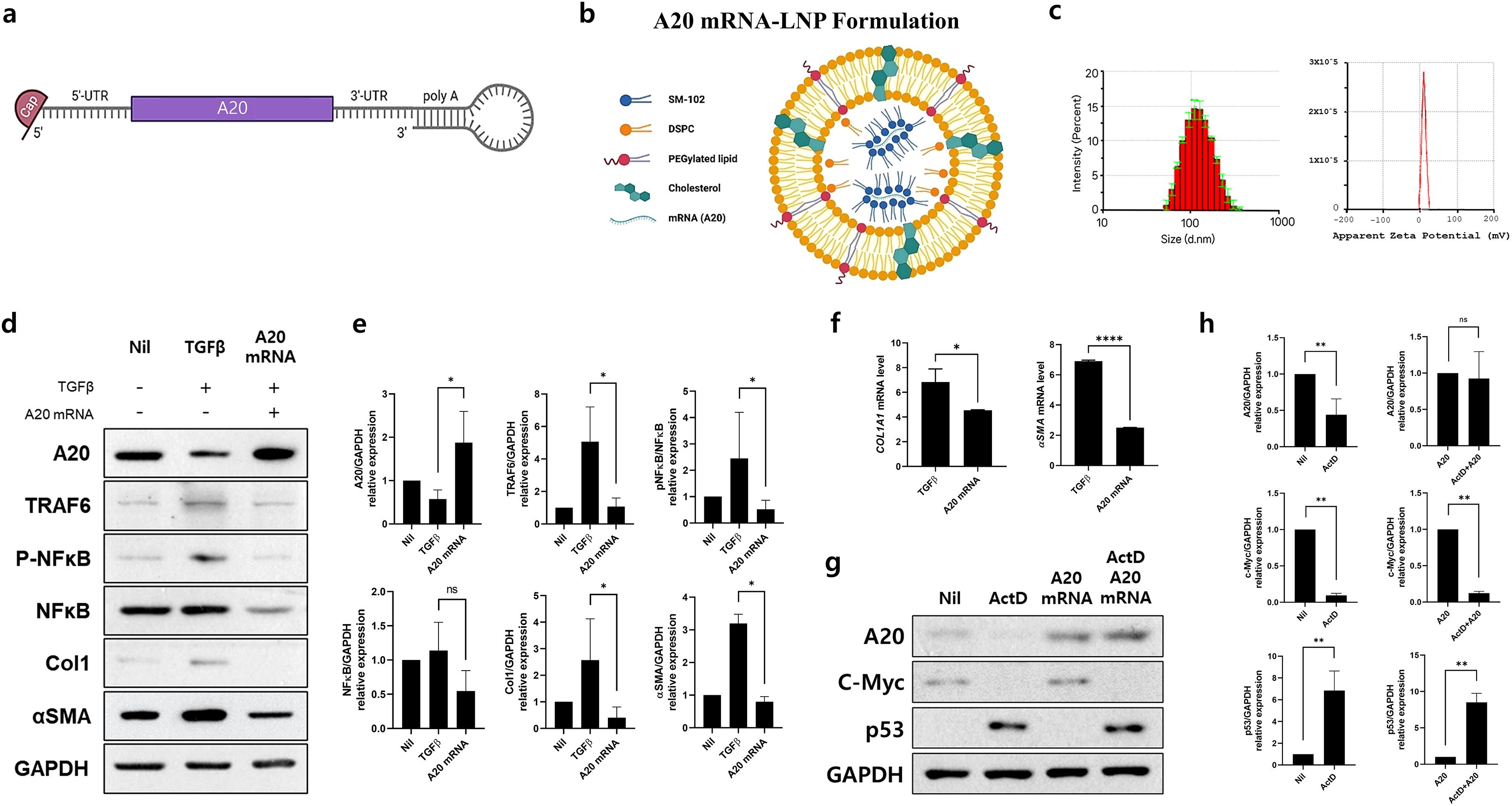 Diagram illustrating a study on A20 mRNA. Panel (a) shows the structure of A20 mRNA with labeled 5' and 3' untranslated regions and poly-A tail. Panel (b) depicts the A20 mRNA-LNP formulation components including SM-102, DSPC, PEGylated lipids, cholesterol, and A20 mRNA. Panel (c) displays graphs of particle size distribution and zeta potential. Panel (d) is a Western blot analysis comparing protein expression levels of A20, TRAF6, P-NFκB, NFκB, Col1, and αSMA under different conditions. Panel (e) presents bar graphs of relative mRNA expression levels. Panel (f) compared both COL1A1 and α-SMA mRNA levels. Panel (g) shows Western blot results for A20, C-Myc, and p53. Panel (h) features bar graphs of relative expression levels of several genes.