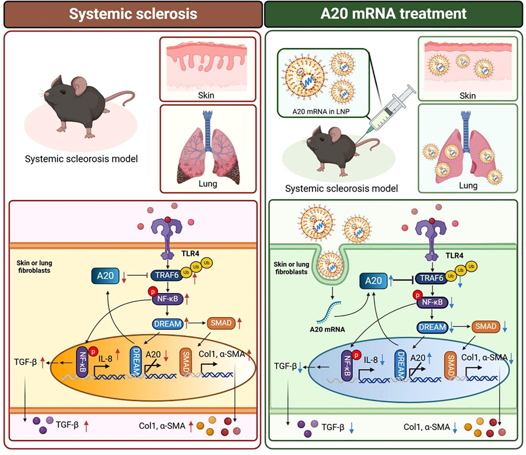 Diagram comparing systemic sclerosis and A20 mRNA treatment. Left shows a mouse model with affected skin and lungs, detailing the signaling pathway involving TLR4, TRAF6, NF-kB, and SMAD, leading to increased TGF-Beta, Col1, and alpha-SMA. Right depicts A20 mRNA in lipid nanoparticles affecting the same model, illustrating a reduced signaling pathway and decreased TGF-Beta, Col1, and alpha-SMA. Both panels highlight the role of A20, DREAM, and various molecular processes within skin or lung fibroblasts.