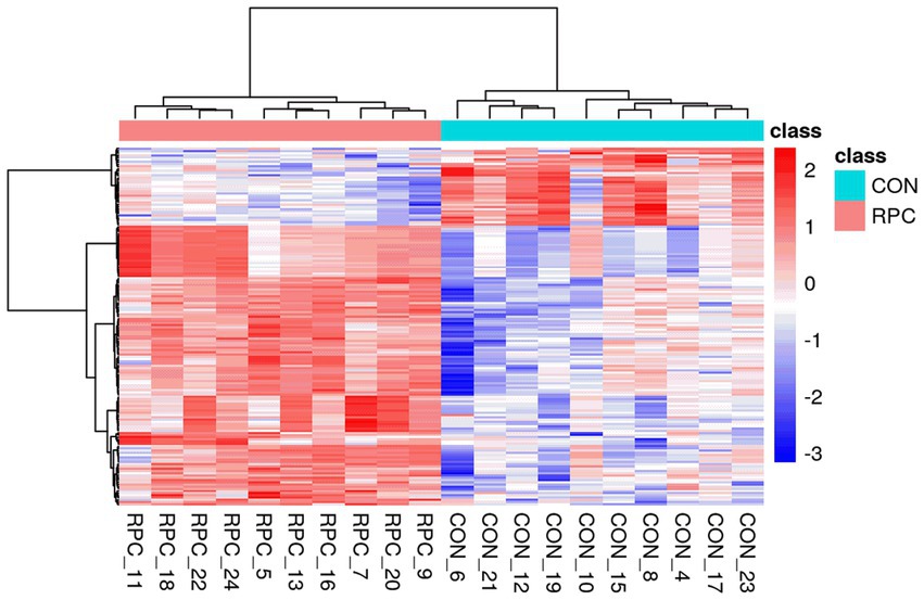 Heatmap illustrates gene expression levels across CON and RPC samples, with rows for genes and columns for samples. A blue-to-red color gradient indicates low-to-high expression. A dendrogram at the top clusters similar samples to highlight expression patterns.