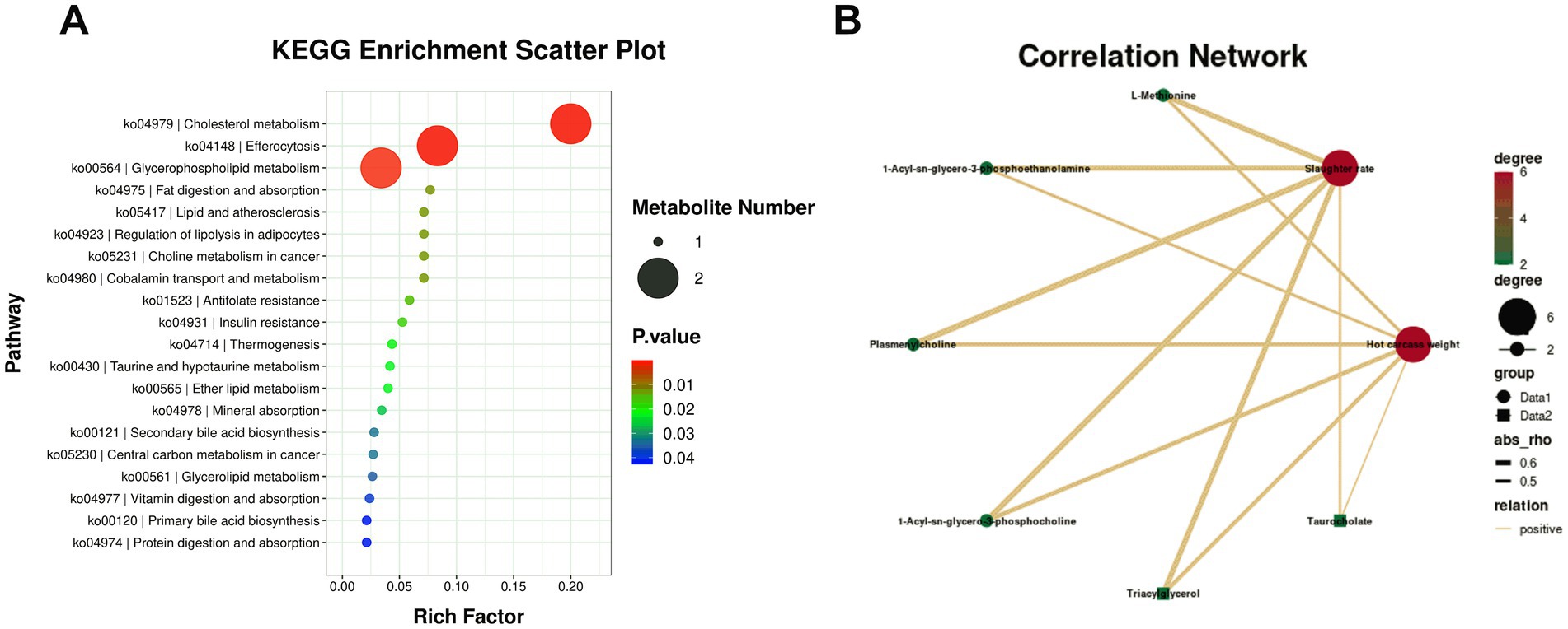 Panel A shows a KEGG enrichment scatter plot with pathways on the y-axis and rich factor (metabolite enrichment ratio) on the x-axis; circle sizes reflect metabolite numbers, colors range from red (p=0.01) to green (p=0.04). Panel B displays a correlation network with nodes like L-methionine and plasmenylcholine; larger nodes indicate higher degree, with line thickness showing absolute rho values (0.5-0.6) for positive correlations.