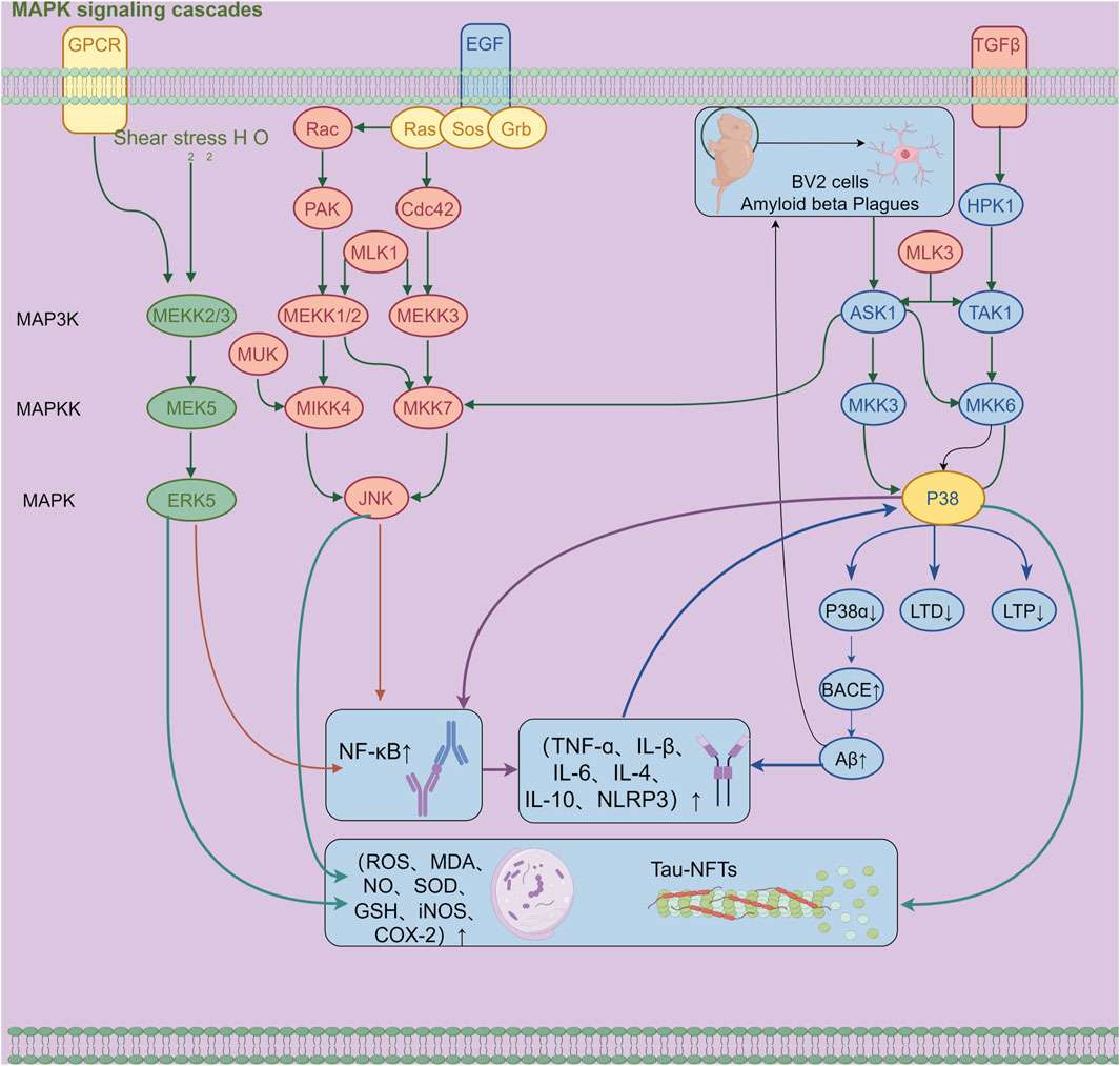 Illustration of MAPK signaling cascades detailing the pathways activated by GPCR, EGF, and TGFβ. Various molecules like MEKK2/3, MEK5, JNK, and ERK5 are shown with arrows indicating downstream effects. Outcomes include activation of NF-kB, increased production of inflammatory cytokines, reactive oxygen species, and amyloid beta accumulation. Additionally, pathways lead to Tau-NFTs formation, influencing processes like LTD, LTP, and BACE activity. Connections highlight complex interactions in cellular signaling.