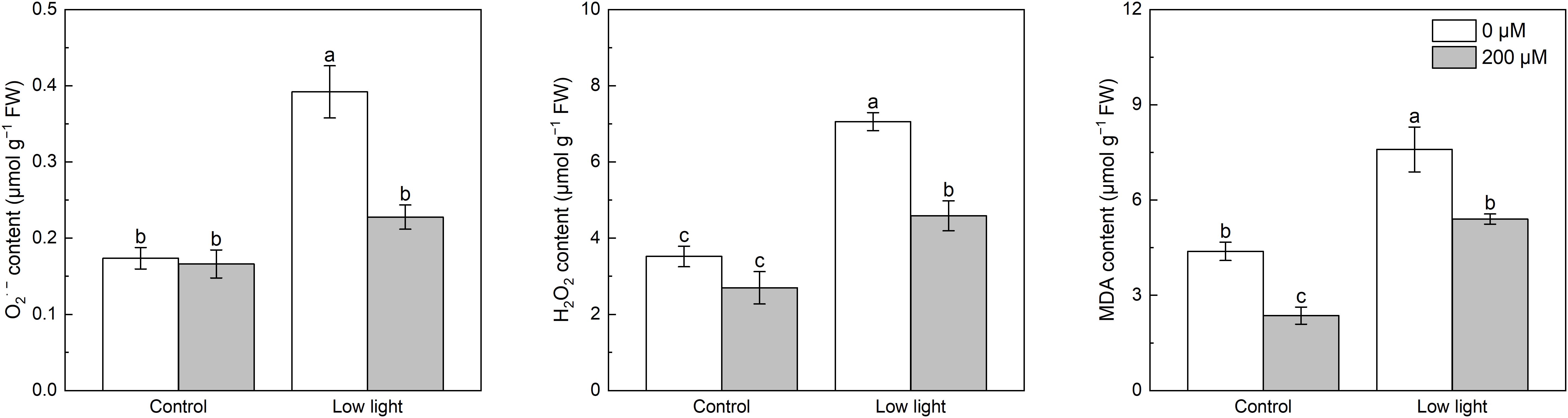 Bar graphs show the effects of light conditions and concentrations (0 µM and 200 µM) on different contents. The first graph indicates superoxide (O₂⁻) levels, the second graph shows hydrogen peroxide (H₂O₂), and the third graph illustrates malondialdehyde (MDA). In all graphs, the white bars (0 µM) display higher values than the gray bars (200 µM), especially under low light. Statistical significance is noted by different letters above bars.