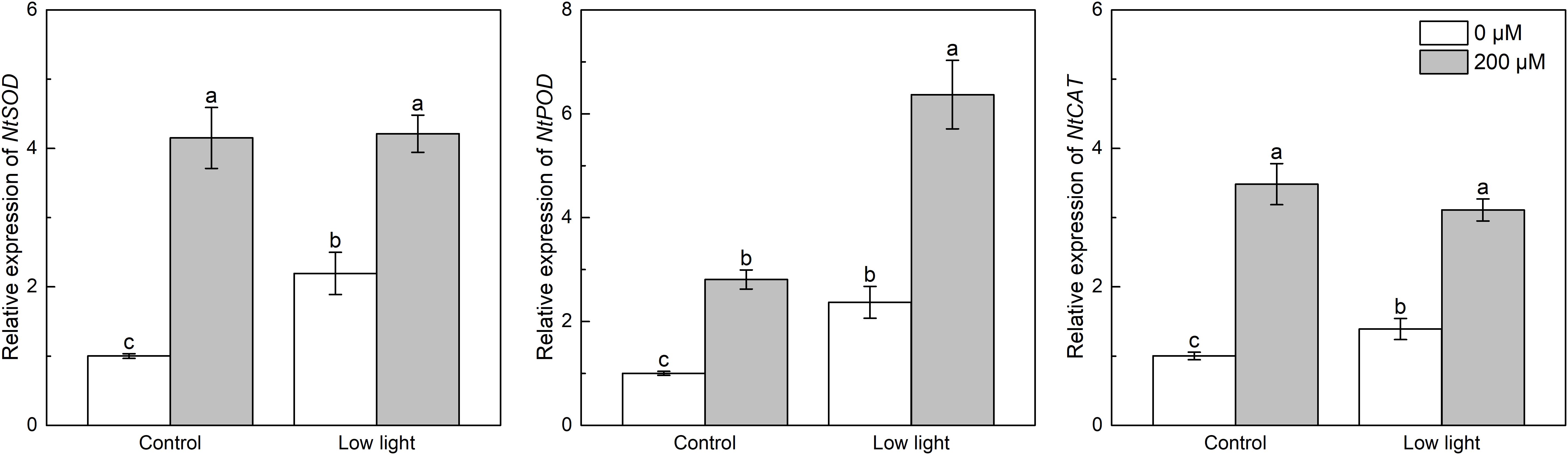 Bar graphs showing the relative expression of NtSOD, NtPOD, and NtCAT under control and low-light conditions with 0 µM and 200 µM treatments. NtSOD expression increases significantly under 200 µM in both conditions, peaking at low light. NtPOD also shows a marked increase at 200 µM in both conditions, again higher at low light. NtCAT expression follows a similar pattern, with significant increases at 200 µM for both conditions. Error bars indicate standard deviation, and different letters denote statistical significance.