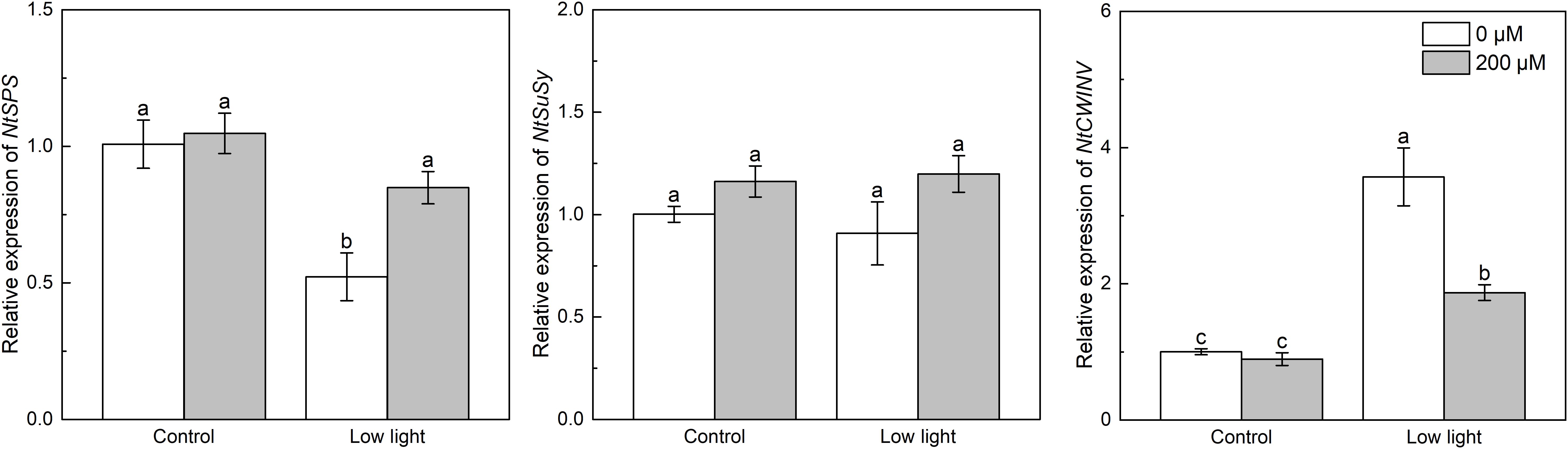 Bar charts illustrate the relative expression levels of genes NtSPS, NtSuSy, and NtCW/INV under control and low light conditions with 0 micromolar and 200 micromolar treatment concentrations. In NtSPS and NtSuSy, expression remains similar across all conditions. For NtCW/INV, expression significantly increases under low light at 0 micromolar, while 200 micromolar shows a reduced expression. Error bars and statistical annotations are included for comparison.