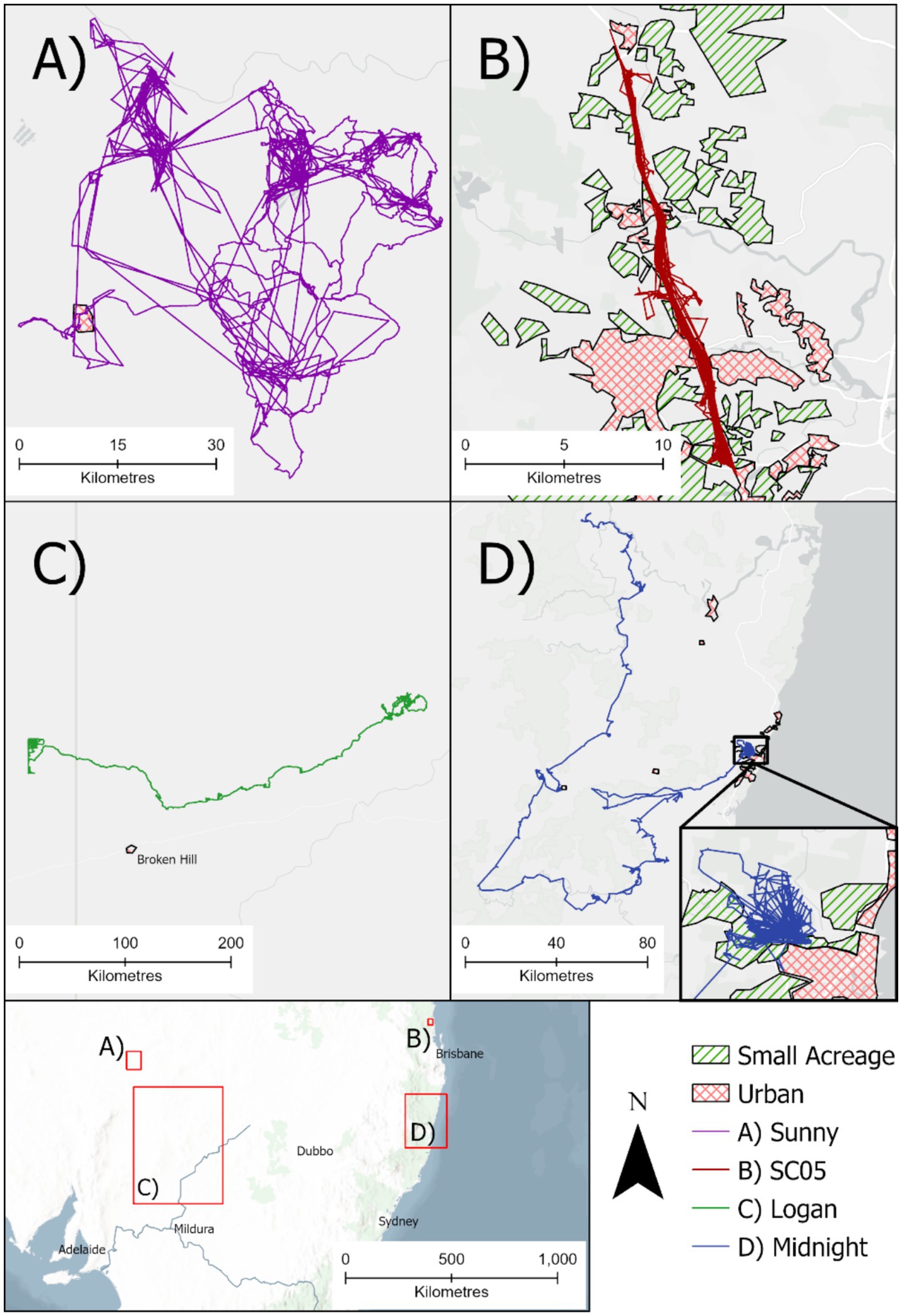 Map showing the extent of free-roaming dog movements using four tracked wild dogs as an example. Panel A uses purple lines to show a “flexible” free roaming dog called “Sunny” moving over a large territory using purple movement lines. Panel B shows movement of a “remote wild-living” dog (SC05) using red lines that interacted with urban and peri-urban areas with small acreages. Panel C features a “big mover“ free-roaming dog called “Logan” who travelled westerly ~500km interstate as shown by the green tracking lines. Panel D shows a “flexible” free-roaming dog, called “Midnight” that initially maintained a small range marked by blue lines, interacting with an urban and peri-urban landscape, as shown in an inset, before travelling extensively north. The bottom map shows the geographic locations of the four example panels in southeastern Australia. A legend is included.