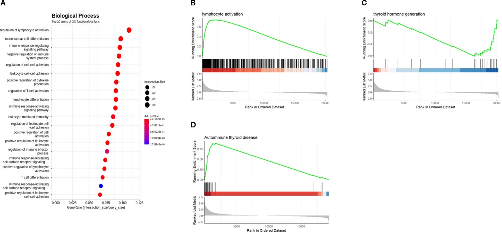 Panel A shows a dot plot of the top 20 biological processes from GO functional analysis, with dot size representing intersection size and color indicating adjusted p-values. Panel B displays an enrichment plot for “lymphocyte activation” with the running enrichment score and ranked list metric over ranked data. Panel C shows a similar plot for “thyroid hormone generation,” and Panel D for “autoimmune thyroid disease,” both illustrating running enrichment scores and list metrics.