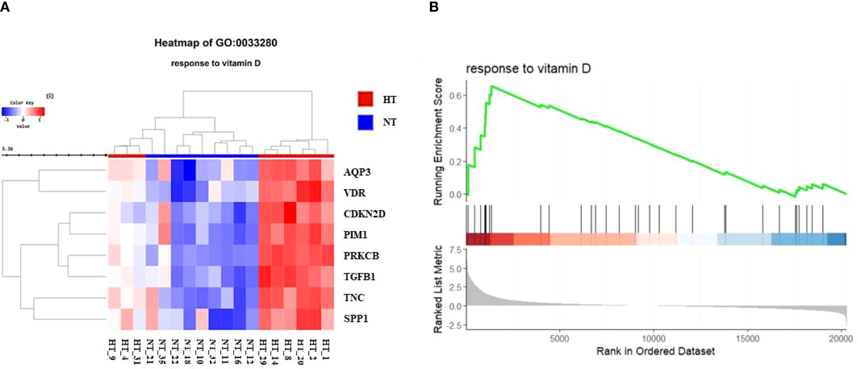 Heatmap and line graph illustrating the response to vitamin D. Panel A shows a heatmap of gene expression with red indicating higher and blue lower expression levels among genes like AQP3 and VDR. HT and NT groups are highlighted. Panel B presents a enrichment plot for