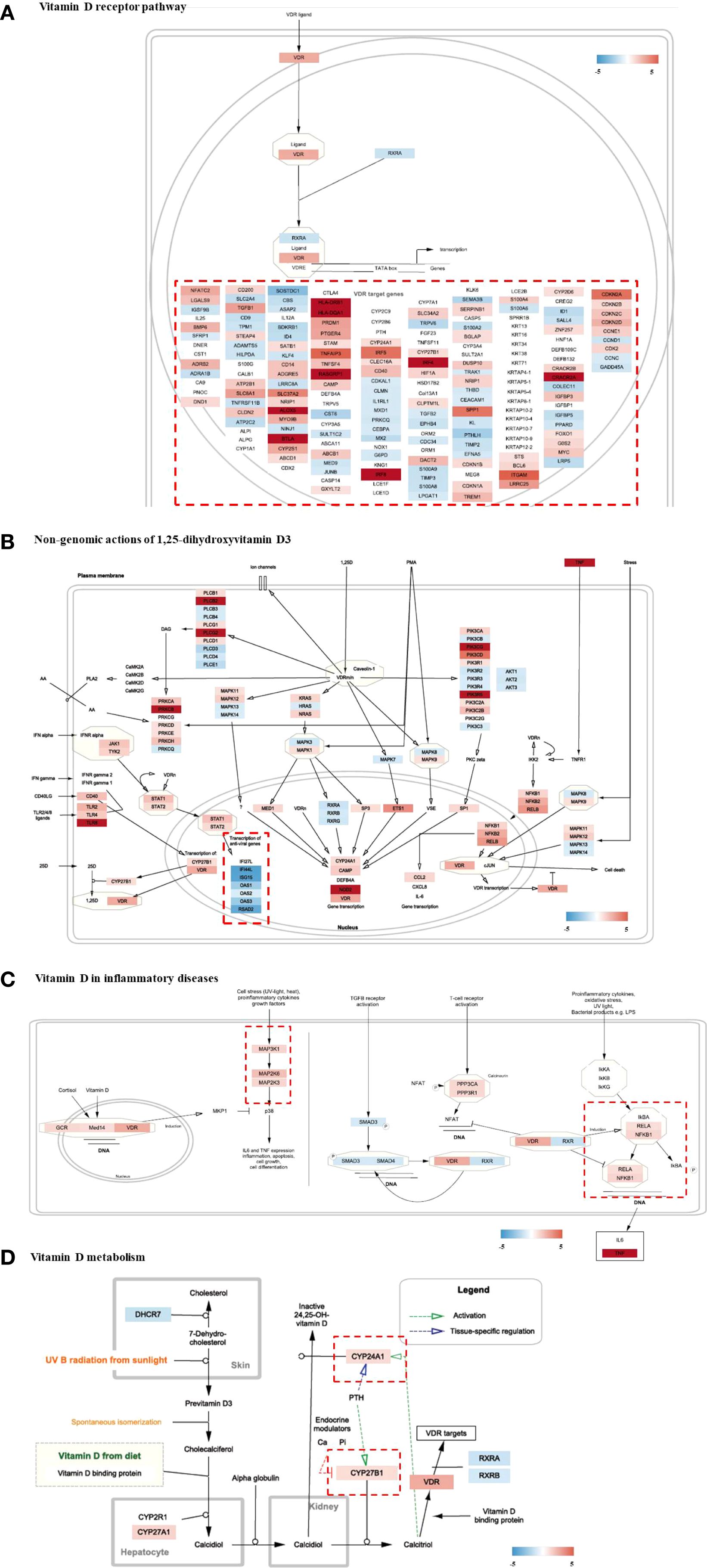 Visualization of gene expression profiling on Vitamin D-related pathways. (A) Vitamin D receptor pathway highlighting ligand binding, VDR interaction, and target gene regulation. (B) Nongenomic actions of 1,25-dihydroxyvitamin D3 involving rapid signaling pathways that affect gene transcription within the nucleus. (C) Vitamin D’s role in inflammatory diseases, showing interactions with stress factors, cytokine expression, and immune response modulation. (D) Vitamin D metabolism depicting synthesis from sunlight and diet, conversion processes, and activation in the kidney, with emphasis on VDR target pathways. A color gradient indicates gene expression changes.