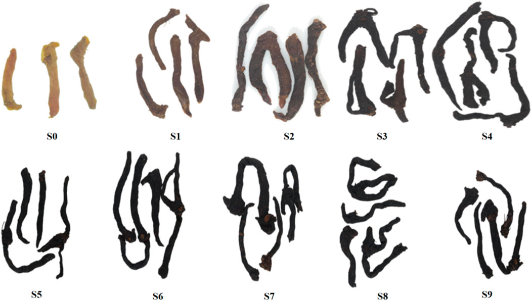 Ten samples labeled S0 to S9 show progressively darkening lotus rhizomes from raw to steamed and dried. S0 appears light-colored, while S9 is dark and shriveled, indicating transformation through processing stages.