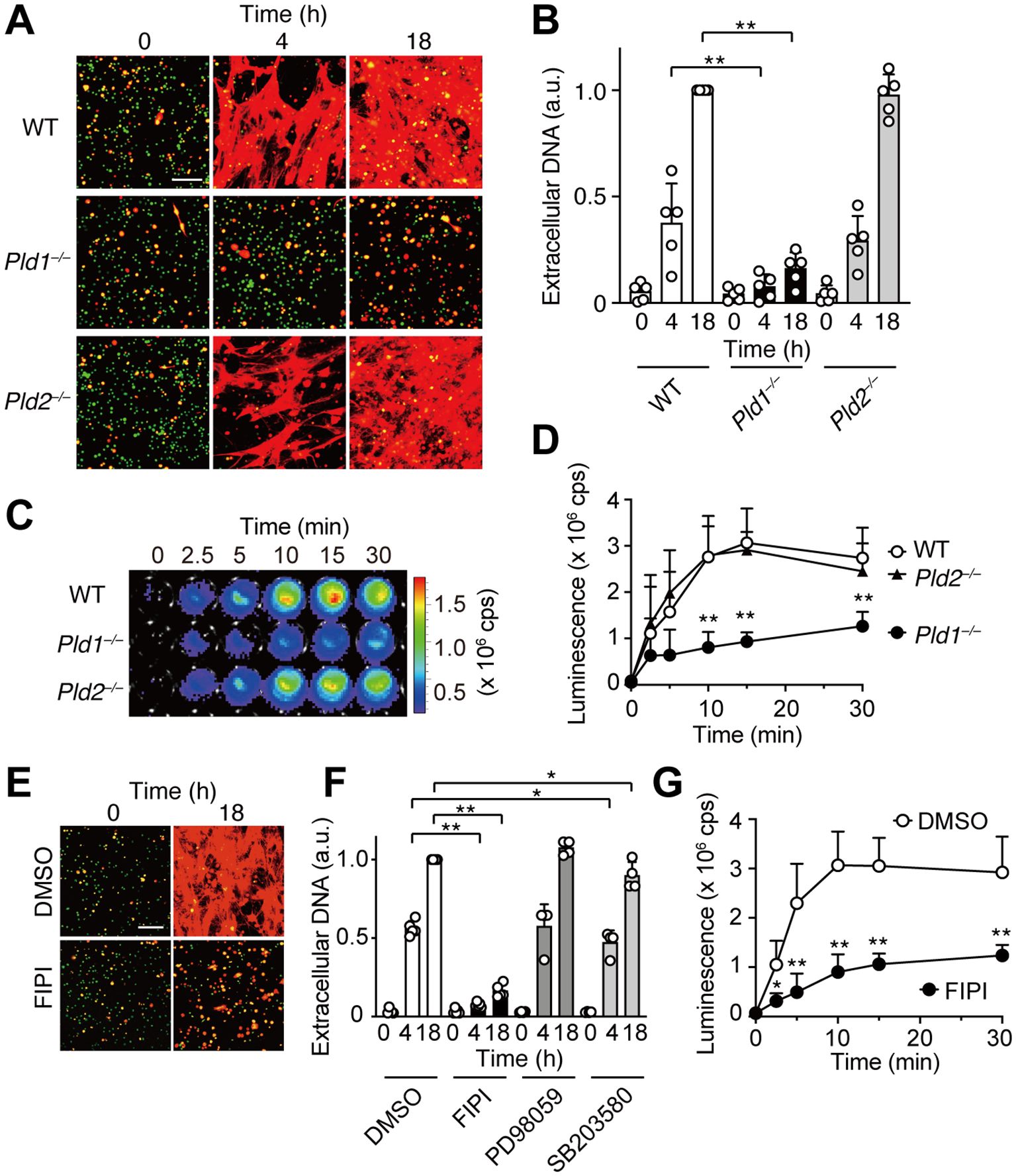 Panel A shows fluorescence microscopy images of cells labeled with green and red dyes over time for wild type, Pld1 knockout, and Pld2 knockout conditions at 0, 4, and 18 hours. Panel B is a bar graph displaying extracellular DNA levels over time for the same conditions. Panel C shows luminescence assay images for wild type, Pld1 knockout, and Pld2 knockout over 30 minutes. Panel D is a line graph of luminescence over time for these conditions. Panel E shows microscopy images of cells treated with DMSO and FIPI at 0 and 18 hours. Panel F presents a bar graph of extracellular DNA for different treatments over time. Panel G is a line graph of luminescence over time for DMSO and FIPI treatment. Statistical significance is indicated throughout.