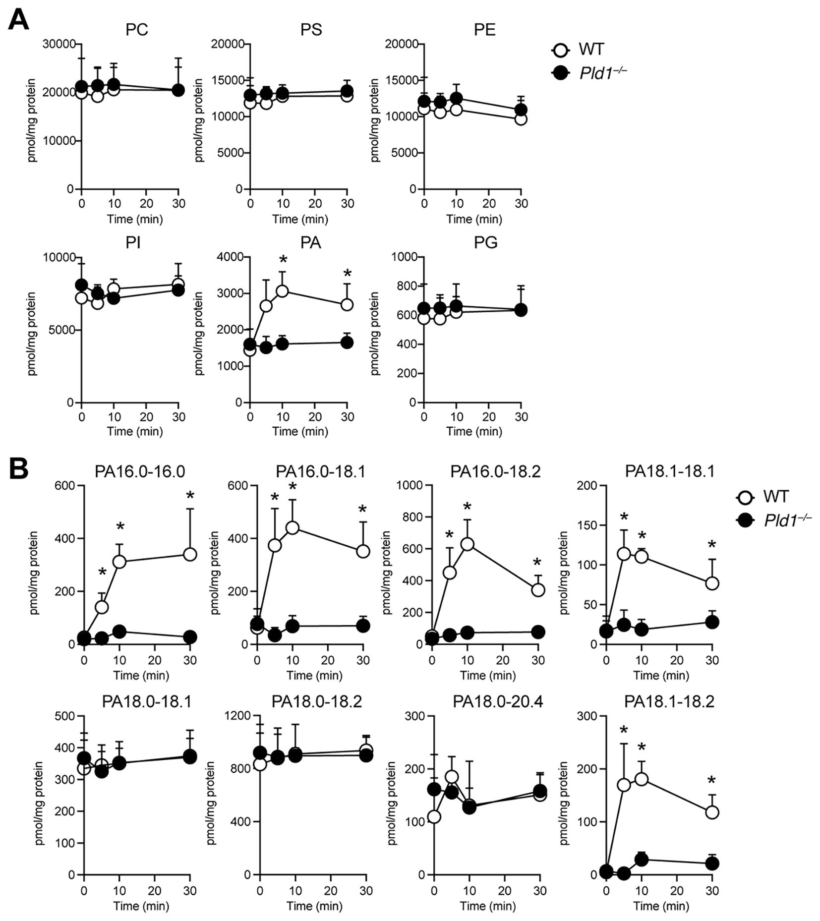 Graphs labeled A and B showing comparison of phospholipid levels over time in WT and Pld1-/- samples. A contains PC, PS, PE, PI, PA, PG graphs with little difference except for PA, where WT increases significantly. B features PA types, where WT shows significant increases in PA16.0-16.0, PA16.0-18.1, PA16.0-18.2, and PA18.1-18.1, while Pld1-/- remains low. Each graph plots pmol/mg protein against time, marking significant changes with asterisks. WT represented by open circles and Pld1-/- by filled circles.
