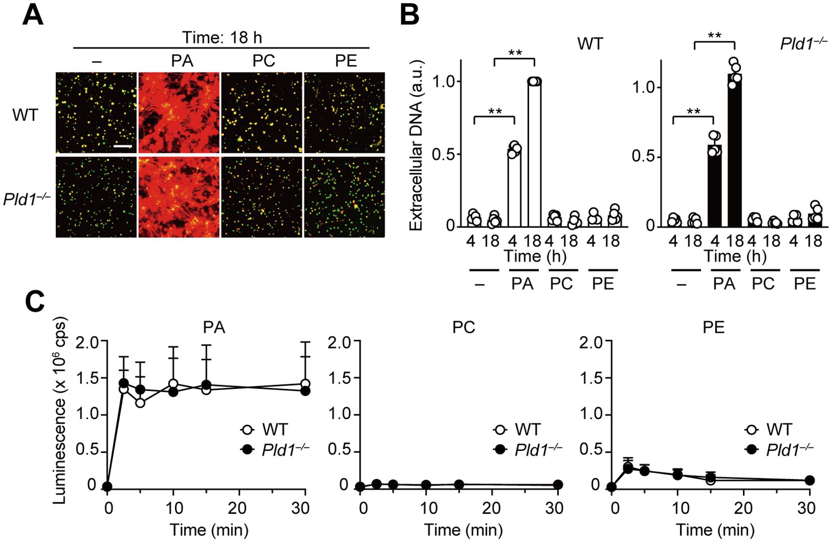 Panel A shows fluorescence microscopy images comparing WT and Pld1-/- samples treated with PA, PC, and PE, highlighting differences in color and distribution of cells. Panel B displays bar graphs of extracellular DNA levels over time for WT and Pld1-/- types, indicating significant increases under certain conditions. Panel C presents line graphs of luminescence over time for WT and Pld1-/- under PA, PC, and PE treatments, showing distinctions in luminescence patterns.