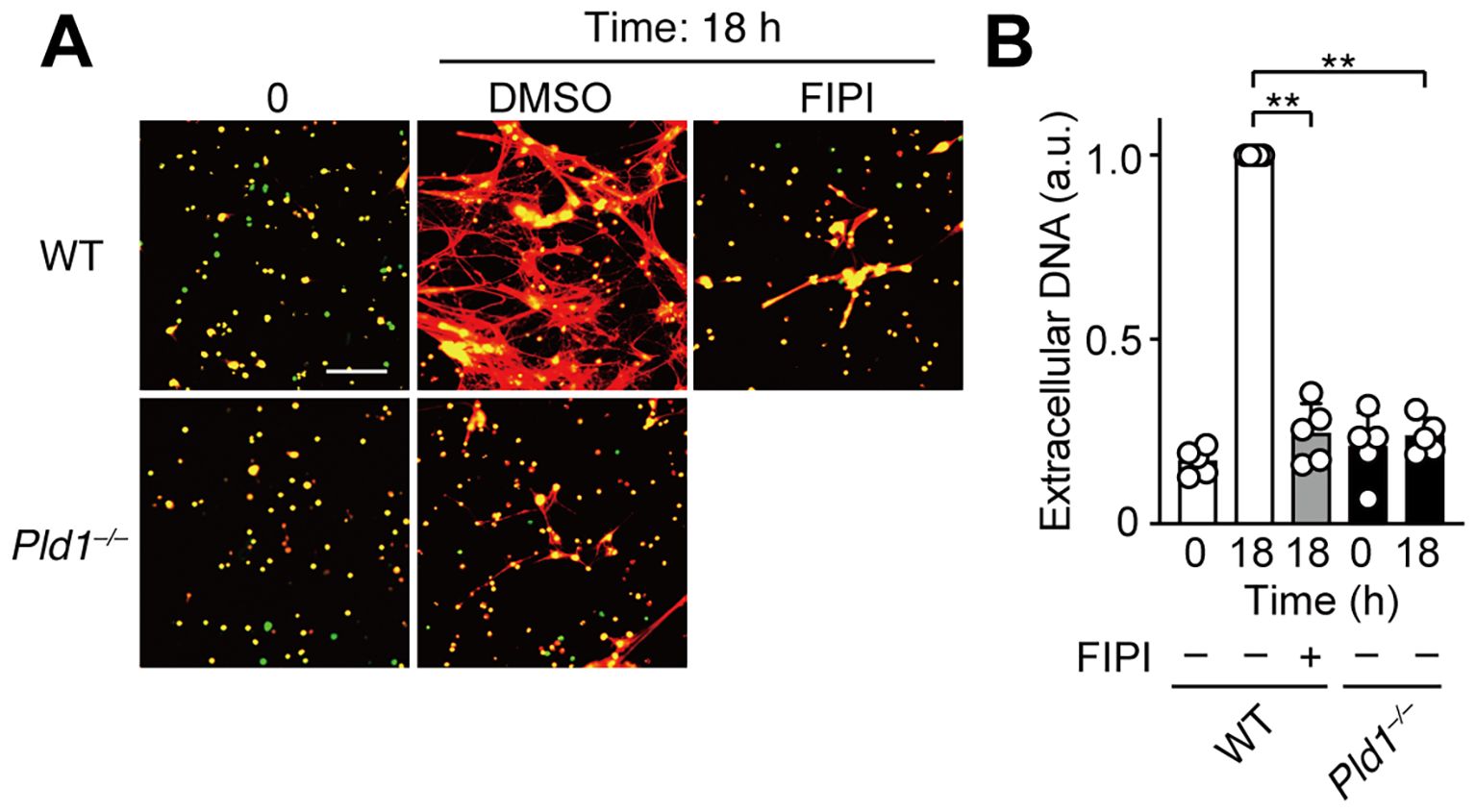 Panel A shows fluorescent microscopy images comparing wild-type (WT) and Pld1 knockout cells at 0 and 18 hours with DMSO and FIPI treatments. WT cells with DMSO show web-like structures, while other conditions display scattered dots. Panel B is a bar graph depicting extracellular DNA levels, with WT cells treated with DMSO at 18 hours showing the highest levels. Statistical significance is indicated between groups.