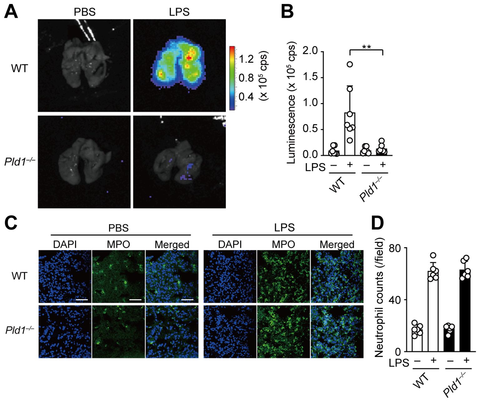 Panel A shows luminescence imaging of wild-type (WT) and Pld1 knockout mouse tissues under PBS and LPS conditions, with a color scale indicating intensity. Panel B features a bar graph comparing luminescence, showing higher levels in WT with LPS treatment. Panel C includes fluorescence microscopy images showing DAPI and MPO staining in WT and Pld1 knockout tissues under PBS and LPS, with merged images. Panel D presents a bar graph of neutrophil counts, indicating increased counts in LPS-treated WT compared to Pld1 knockout.