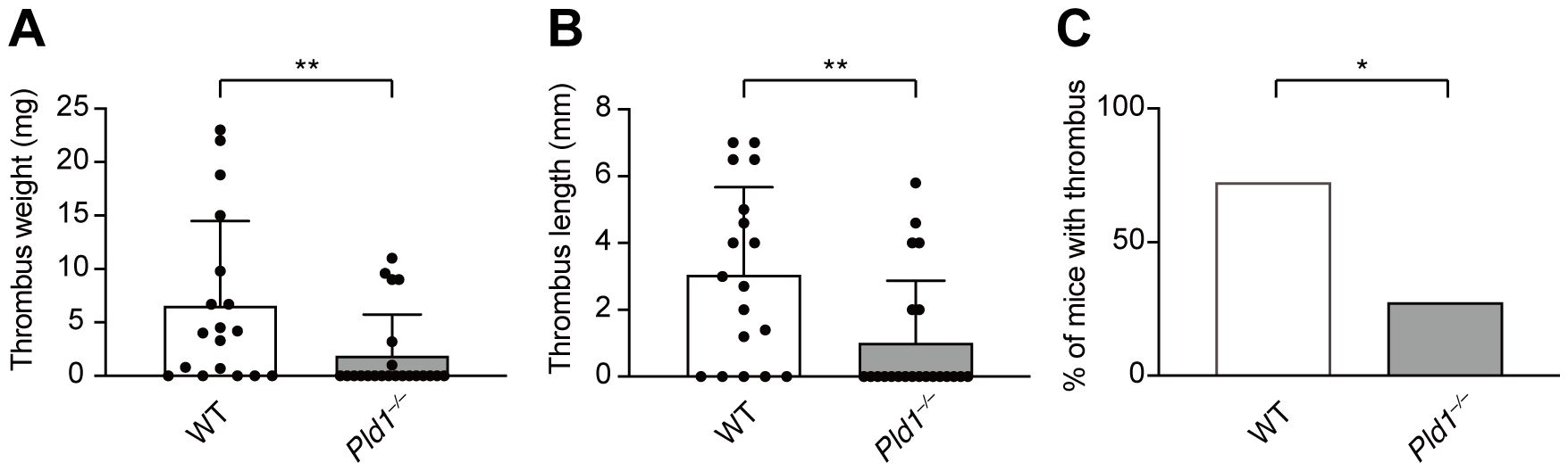 Bar graphs compare wild-type (WT) and Pld1 knockout mice for three thrombus metrics. A: Thrombus weight is significantly lower in Pld1−/−. B: Thrombus length is shorter in Pld1−/−. C: Lower percentage of mice with thrombus in Pld1−/−. Statistical significance is indicated.