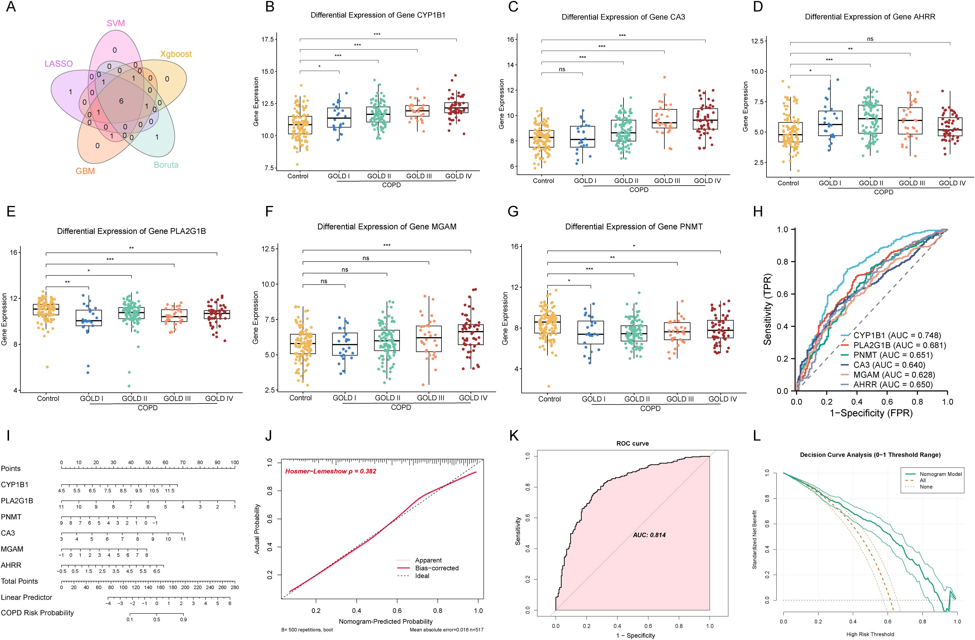 Venn diagram (A) showing overlapping genes from different algorithms: LASSO, SVM, Xgboost, GBM, and Boruta. Box plots (B-G) display differential gene expressions in COPD stages and control groups, with statistical significance annotated. Plot (H) illustrates ROC curves for five genes, including AUC scores. Panel (I) presents a nomogram for predicting COPD risk based on gene expression. Graph (J) shows the calibration curve with Hosmer-Lemeshow test result. Panel (K) features a ROC curve with AUC of 0.814 for the nomogram model. Decision curve analysis (L) compares net benefit across different threshold ranges.