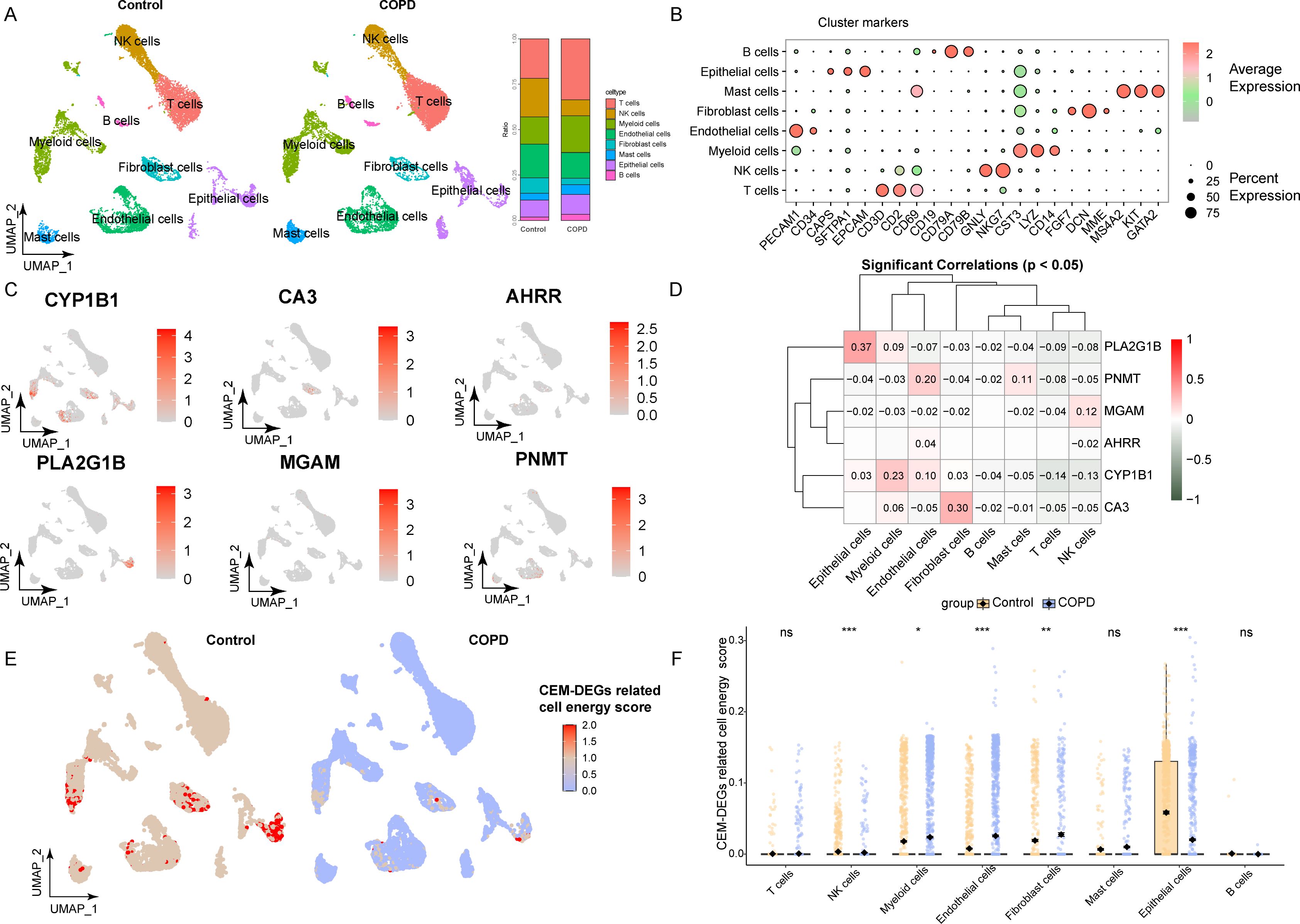 UMAP plots and charts analyzing cell types and gene expression in control and COPD samples. Panel A shows cell clusters with a bar chart comparing group proportions. Panel B displays cluster marker expression in a dot plot. Panel C provides UMAPs of specific gene expressions. Panel D illustrates correlations between cell types. Panel E shows cell energy scores in control versus COPD samples. Panel F is a box plot comparing CEM-DEGs related cell energy scores across different cell types, with significance markers.