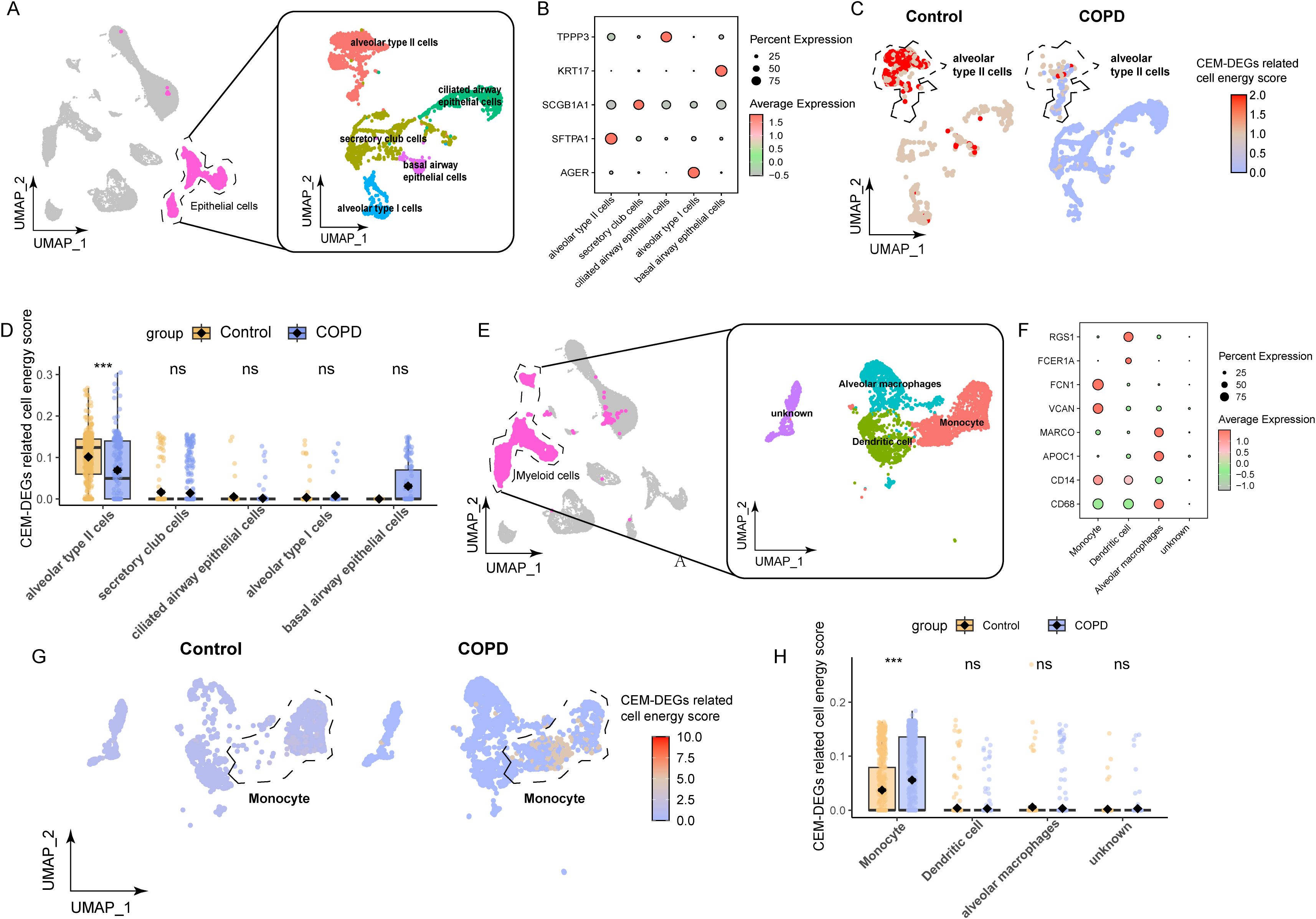 This image contains multiple panels related to a study on cell types in control and COPD conditions. Panel A displays UMAP plots of epithelial cell subsets, highlighting alveolar type I and II cells. Panel B shows a dot plot of gene expression data for various cell types with indicators for percent and average expression. Panel C presents UMAP plots comparing alveolar type II cells between control and COPD, along with a heat map for cell energy scores. Panel D consists of a box plot illustrating cell energy scores across different epithelial cells. Panel E exhibits UMAP plots of myeloid cell subsets, including macrophages and monocytes. Panel F features a dot plot of gene expression in myeloid cells. Panel G compares monocyte distribution in UMAP plots between control and COPD conditions. Panel H displays a box plot of cell energy scores in myeloid cells.