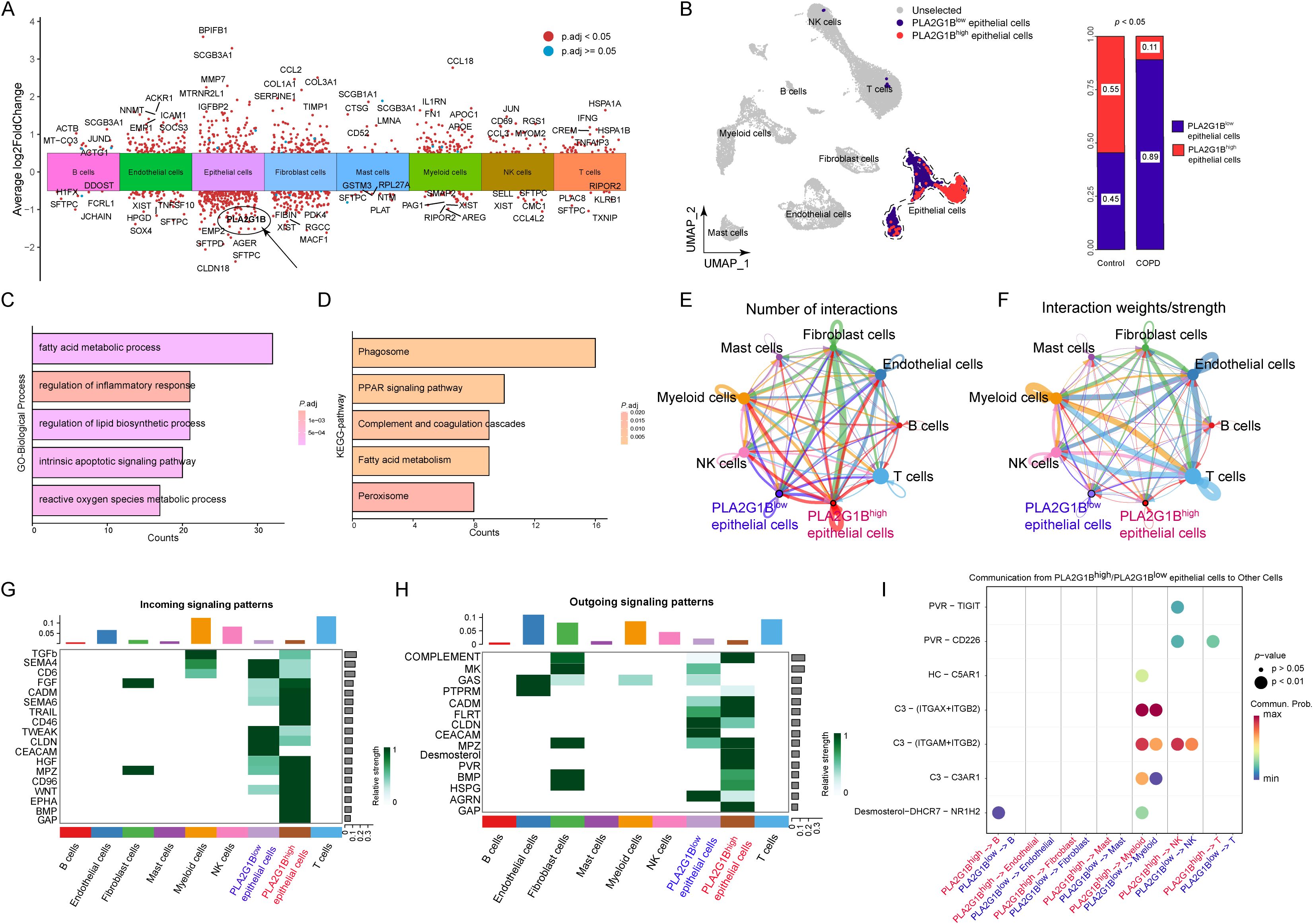 Data visualization showing gene expression and cell interaction analyses. Panel A displays a scatter plot of average log fold change versus cell types, with distinct cell classifications highlighted and significant genes marked. Panel B includes a UMAP plot identifying cell types and a bar graph showing epithelial cell proportions in control versus COPD conditions. Panels C and D present bar graphs of GO biological processes and KEGG pathways with varying significance levels. Panels E and F show network diagrams of cell interactions, highlighting epithelial cells. Panels G and H display heatmaps of incoming and outgoing signaling patterns across cell types. Panel I features a dot plot of communication between epithelial cells and other cell types, indicating significance and strength of interactions.